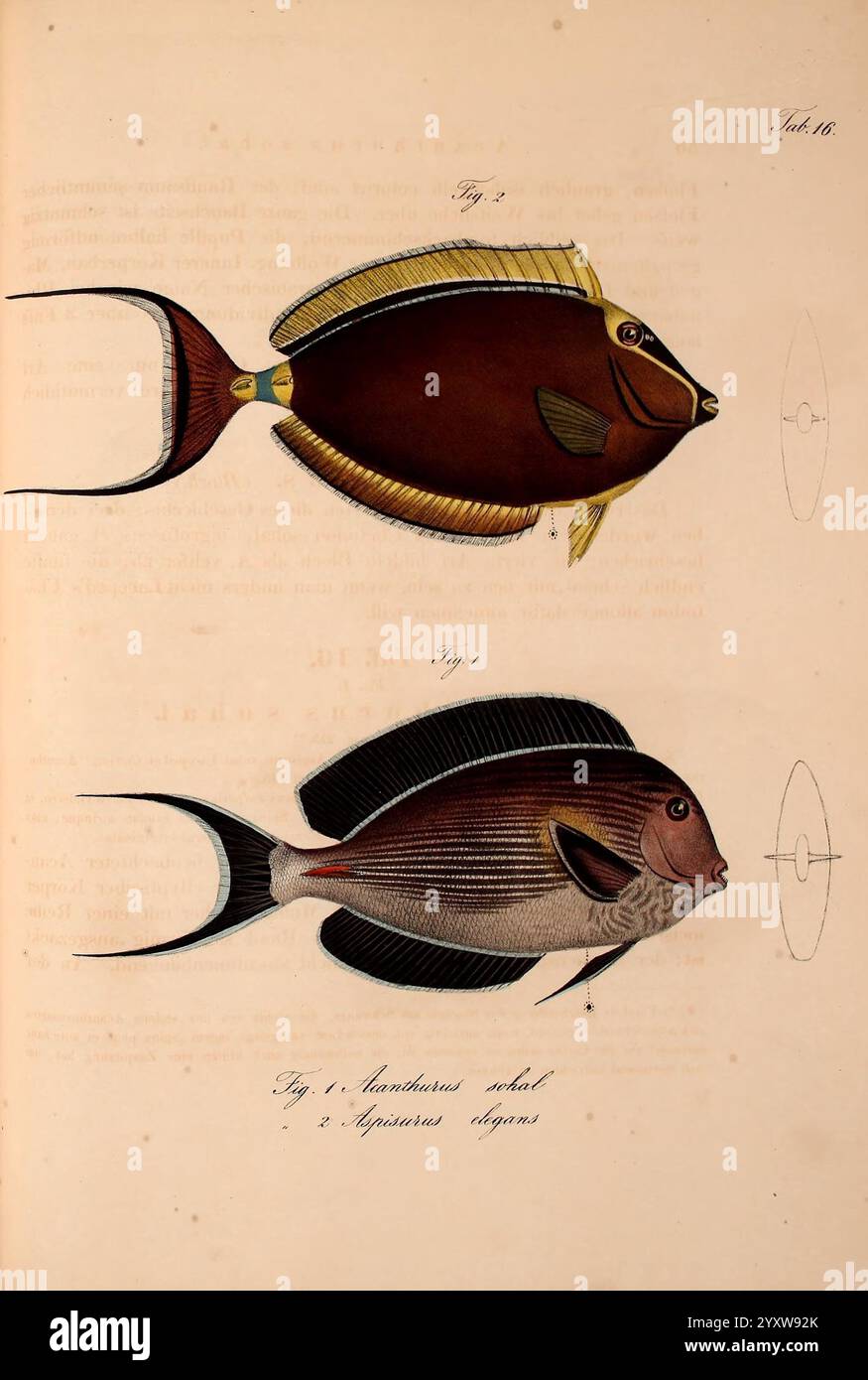 Atlas zu der Reise im nördlichen Afrika Frankfurt am Main Gedruckt und in Commission bei Heinr. Ludw. Brönner 1826-1828 Rotes Meer Fische Zoologie Meerestiere Afrika Nord zeigt die Abbildung zwei unterschiedliche Fischarten, die ihre einzigartigen anatomischen Eigenschaften und Färbung zeigen. Der Fisch auf der Oberseite zeichnet sich durch eine stromlinienförmige, ovale Form mit einer markanten Rückenflosse und einer lebhaften Körperfarbe aus. Die Finnen sind elegant verteilt und betonen die komplizierten Details der Morphologie. Der Fisch unten zeigt eine andere Form mit einem eher kantigen Körper und betonten Mustern Stockfoto