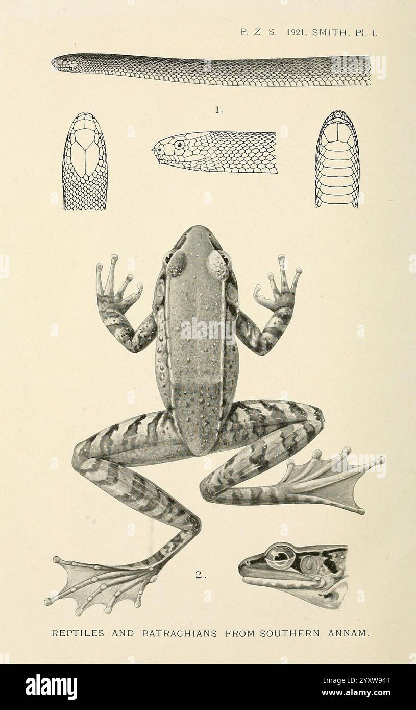 Proceedings of the Zoological Society of London, London, Academic Press, Zeitschriften, Zoologie, Dierkunde, Frösche, die Illustration zeigt eine detaillierte Untersuchung eines Frosches und seiner anatomischen Merkmale, die seine eigene Morphologie veranschaulicht. Die Hauptfigur zeigt den Frosch in einer natürlichen Pose und betont seine Gurtfüße, die strukturierte Haut und die Gesamtproportionen. Das zentrale Bild umgibt kleinere Darstellungen, die verschiedene Ansichten und Skalen verwandter Reptilien und Amphibien aus dem südlichen Annam darstellen und die Feinheiten ihrer Strukturen hervorheben. Die Konstruktion soll den Betrachter über die informieren Stockfoto