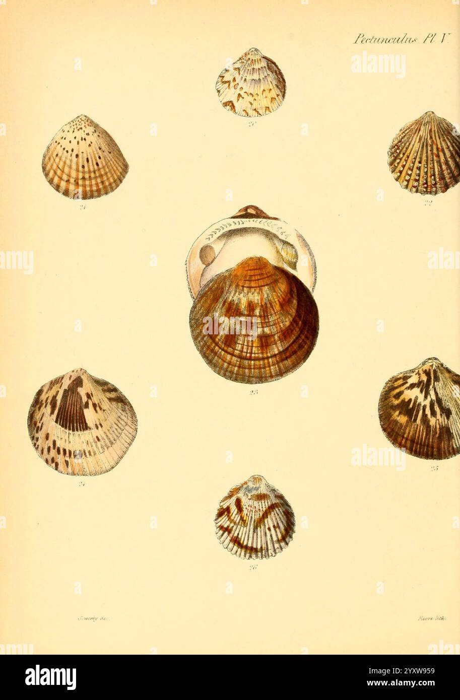 Conchologia iconica, Illustrationen der Muscheln von Weichtieren, Band 1, London, Reeve Brothers, 1843-1878, Mollusken, Bildwerke, Muscheln., eine künstlerische Anordnung von verschiedenen Muscheln zeigt ihre einzigartigen Formen und komplizierten Muster. Jede Schale weist unterschiedliche Markierungen, Farben und Texturen auf, die die Vielfalt der Meereslebewesen veranschaulichen. Im Mittelpunkt steht eine größere Muschelschale, umgeben von kleineren Exemplaren, einschließlich einer Vielzahl anderer Muscheln und Gastropoden. Diese fesselnde Komposition unterstreicht die Schönheit der natürlichen Formen und die Komplexität der Meeresbewohner Stockfoto