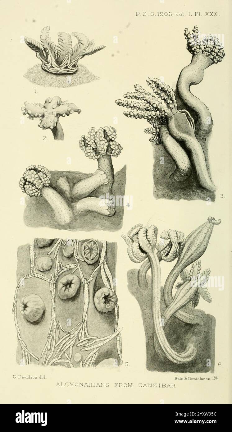 Proceedings of the Zoological Society of London, London, Academic Press, 1833-1965. Dierkunde, Zeitschriften, Zoologie., diese Illustration zeigt verschiedene Formen von Meeresorganismen, insbesondere Alcyonarier, auch bekannt als Weichkorallen, aus Sansibar gesammelt. Es besteht aus mehreren Proben, die jeweils durch ein nummeriertes Etikett gekennzeichnet sind. Die Komplexität der Korallenstrukturen wird hervorgehoben, wobei einige bauchig und getuftet erscheinen, während andere langgestreckte, verdrehte Formen haben. Die detaillierte Darstellung unterstreicht die einzigartigen Strukturen und Muster dieser Unterwasserflora und zeigt ihre Vielfalt Stockfoto