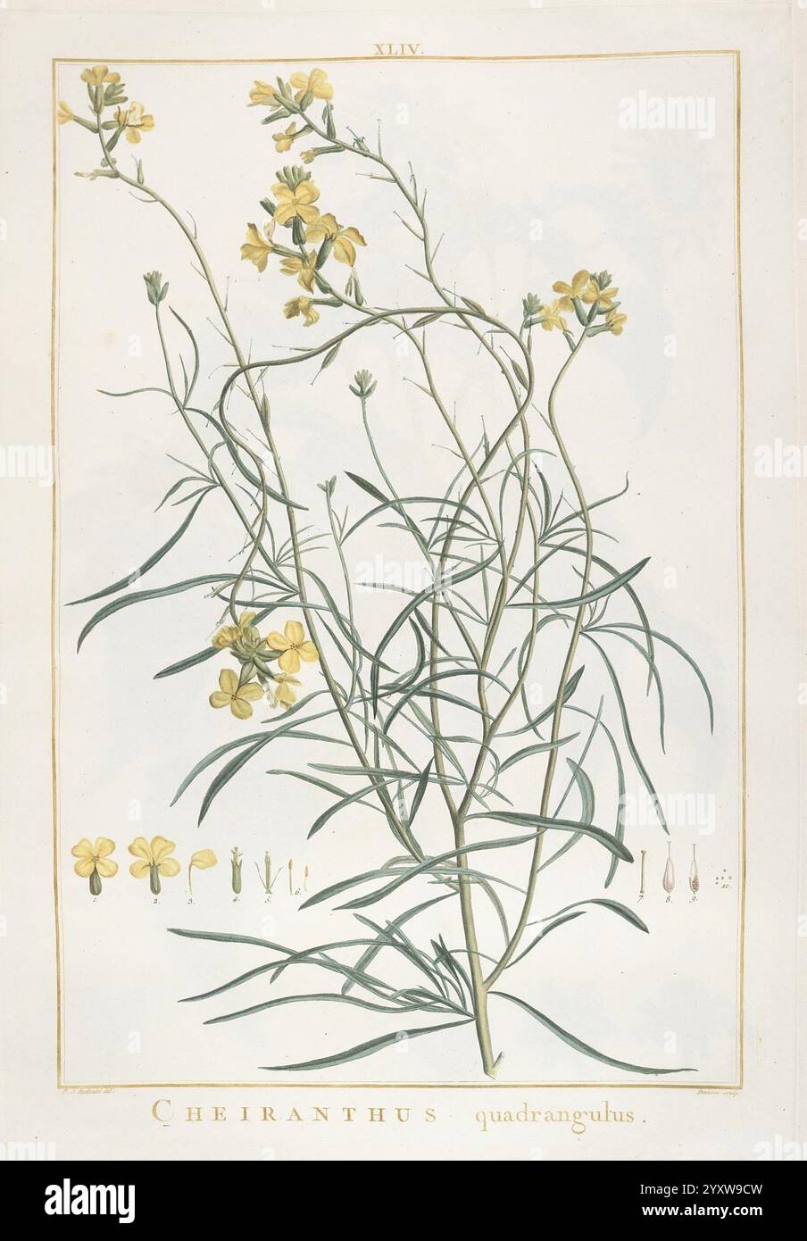 Stirpes novae, Parisiis, ex typographia Philippi-Dionysii Pierres, 1784-85, Pflanzen, eine illustrierte Darstellung von Cheiranthus quadrangulus, allgemein bekannt als die Mauerblume. Die Zeichnung zeigt die zarten gelben Blüten der Pflanze, die in Gruppen angeordnet sind, mit schlanken, langen grünen Stielen und schmalen Blättern. Neben der Hauptanschaulichung der Pflanze wird eine detaillierte Darstellung der Anatomie der Blume bereitgestellt, die die Struktur der Blütenblätter, Staubblätter und die gesamte Blumenkonfiguration hervorhebt. Unterhalb des Hauptkunstwerks fügen botanische Etiketten wissenschaftlichen Kontext hinzu und betonen deren Klassifizierung und Charakter Stockfoto