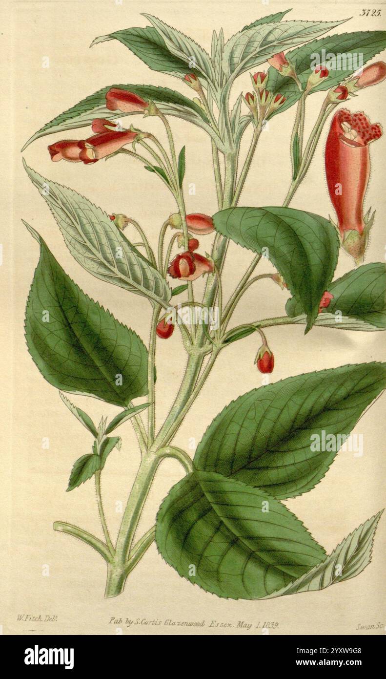 Curtis's Botanical Magazine London New York usw. Botanik-Zeitschriften Bildwerke Curtis, Eine botanische Illustration, die eine blühende Pflanze mit markanten grünen Blättern und leuchtend roten röhrenförmigen Blüten zeigt. Die Pflanze zeigt mehrere Gruppen kleiner, glockenförmiger Blüten, zusammen mit glatten, glänzenden Blättern mit gezackten Kanten. Die Stiele sind schlank und aufrecht positioniert, während die detaillierte Darstellung die einzigartige Struktur der Blumen und des Laubs betont und die Aufmerksamkeit des Künstlers auf botanische Genauigkeit und Ästhetik widerspiegelt. Das Datum der Veröffentlichung und der Name des Illustrators, Charles C. Stockfoto