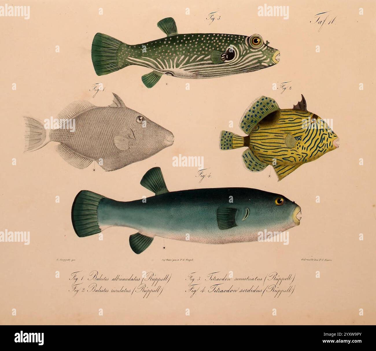 Neue Wirbelthiere zu der Fauna von Abyssinien gehörig, Frankfurt am Main, S. Schmerber, 1835-1840, Animals, Klassifizierung, Äthiopien, Identifizierung, Meeresfische, Rotes Meer, Zoologie, Eduard Rüppell, Friedrich Carl Vogel, Ichthyologie, Fisch, Balistes albicaudatus, Sufflamen albicaudatum, Blue-Throat-Triggerfish, Balistes rivulatus, Pseudobalistes fuscus, blauer Drückerfisch, Tetraodon semistriatus, Arothron hispidus, weiß gefleckter Puffer, Tetraodon sordidus, Arothron immaculatus, makelloser Puffer, Daily Sci Art, diese Illustration zeigt vier verschiedene Fischarten, jede mit kompliziertem de dargestellt Stockfoto