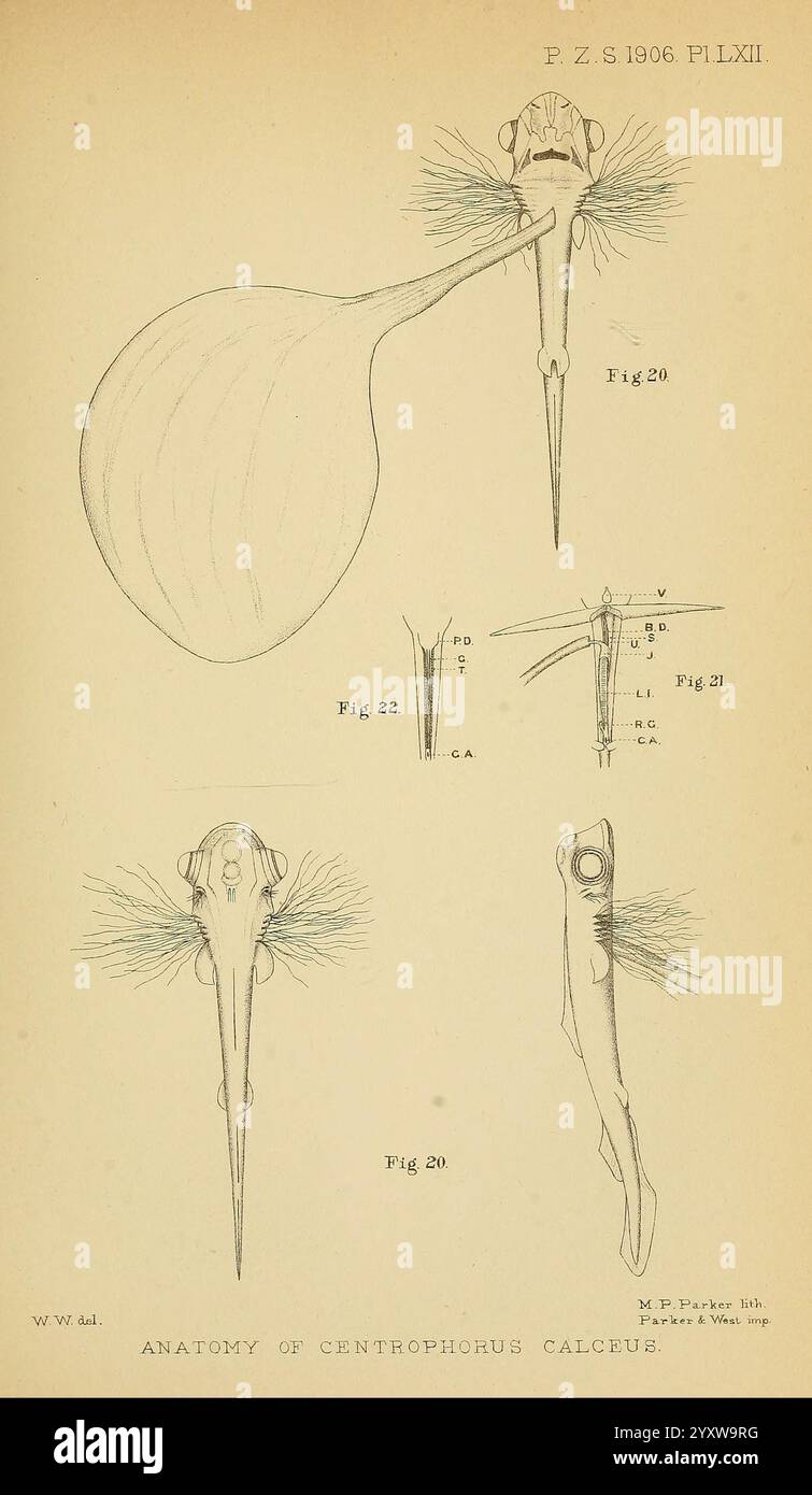 Die Illustration zeigt die anatomischen Merkmale des Centrophorus glaucescens, auch bekannt als Gulper Hai. Vier detaillierte Abbildungen zeigen unterschiedliche Aspekte seiner Morphologie. Abbildung 29 zeigt die dorsale Ansicht und betont die große, bauchige Form des Kopfes und die markanten seitlichen Rippen. Abbildung 22 zeigt eine Seitenansicht, die den stromlinienförmigen Körper und die Anordnung der Kiemenschlitze veranschaulicht. Abbildung 21 enthält Beschriftungen, die Messungen und strukturelle Komponenten detailliert beschreiben, während Abbildung 20 fokussiert ist Stockfoto