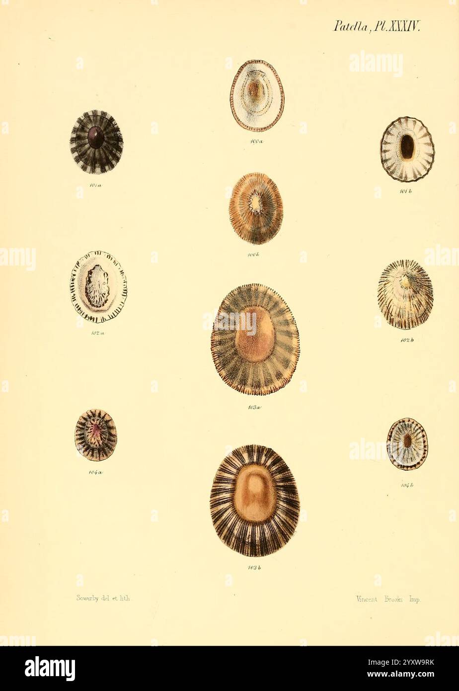 Conchologia Iconica oder Illustrations of the Muscheln of Molluscous ...