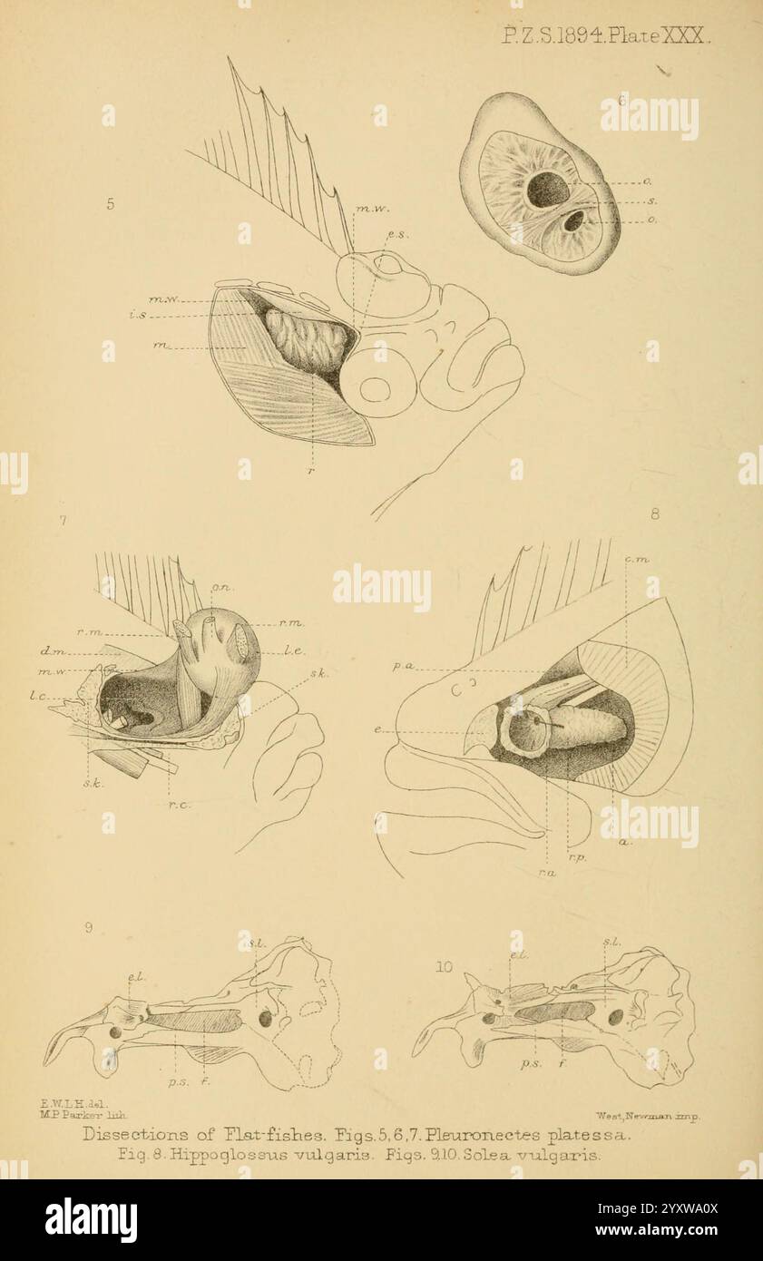 Diese Illustration zeigt eine Reihe detaillierter anatomischer Diagramme, die die Dissektionen von Plattfischen zeigen und insbesondere die Strukturen und Anpassungen der Art hervorheben. Jede Abbildung ist beschriftet, um verschiedene anatomische Merkmale anzuzeigen, einschließlich Herz, Atmungssystem und andere innere Organe. Die Diagramme zeigen die einzigartige Morphologie von Plattfischen, wie ihre asymmetrischen Körper und spezialisierte Organe, die ihren Lebensstil unterstützen. Die begleitenden Beschriftungen geben wissenschaftlichen Namen an Stockfoto