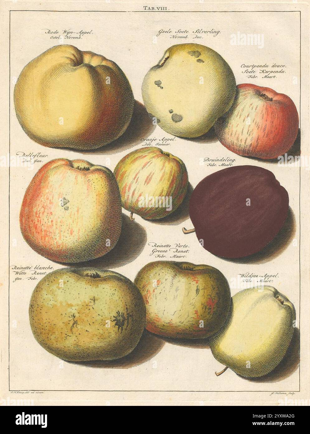 Pomologia Te Leeuwarden von Abraham Ferwerda Äpfel Botanik Ohrarbeiten Fruchtkultur Birnen Vorlinnean Cornellcider, diese Illustration zeigt eine Vielzahl von Apfelsorten, jede mit sorgfältig beschrifteten Namen, die ihre einzigartigen Eigenschaften widerspiegeln. Das Arrangement umfasst mehrere Arten: Von runden und glatten Texturen bis hin zu fleckigen Texturen. Die Farbvarianten reichen von hellen Gelbtönen bis zu tieferen Rottönen, was die Vielfalt des Erscheinungsbildes der verschiedenen Apfelsorten unterstreicht. Die Details in der Schattierung betonen die Konturen und Merkmale jedes Apfels, während die Etiketten einen Blick auf i bieten Stockfoto