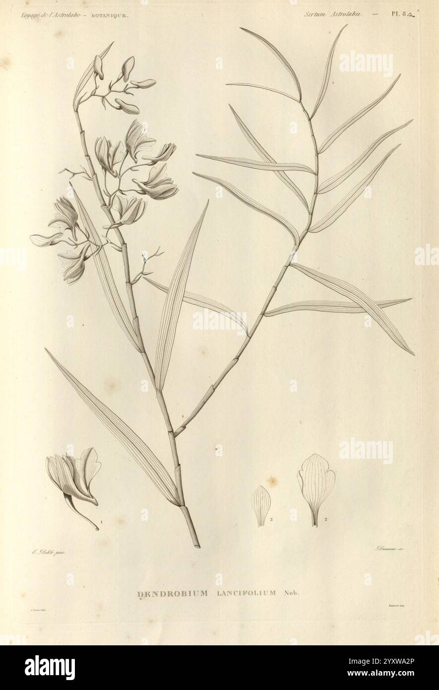 Voyage de la corvette l'Astrolabe Paris J. Tastu 1830-1834.jpg, eine Illustration des Dendrobium lancifolium, die die zarten und langen Blüten mit ihren schlanken, spitzen Blütenblättern zeigt. Die Pflanze hat einen hohen, anmutigen Stiel, der mit schmalen, lanzenförmigen Blättern verziert ist und ihre elegante Struktur unterstreicht. Unter der Hauptabbildung befinden sich detaillierte Darstellungen verschiedener Blumenteile, die einen Einblick in die Anatomie der Blume geben. Diese botanische Studie beleuchtet die Schönheit und Komplexität dieser besonderen Orchideenart und veranschaulicht ihre einzigartigen Eigenschaften sowohl für wissenschaftliche als auch für künstlerische Zwecke Stockfoto