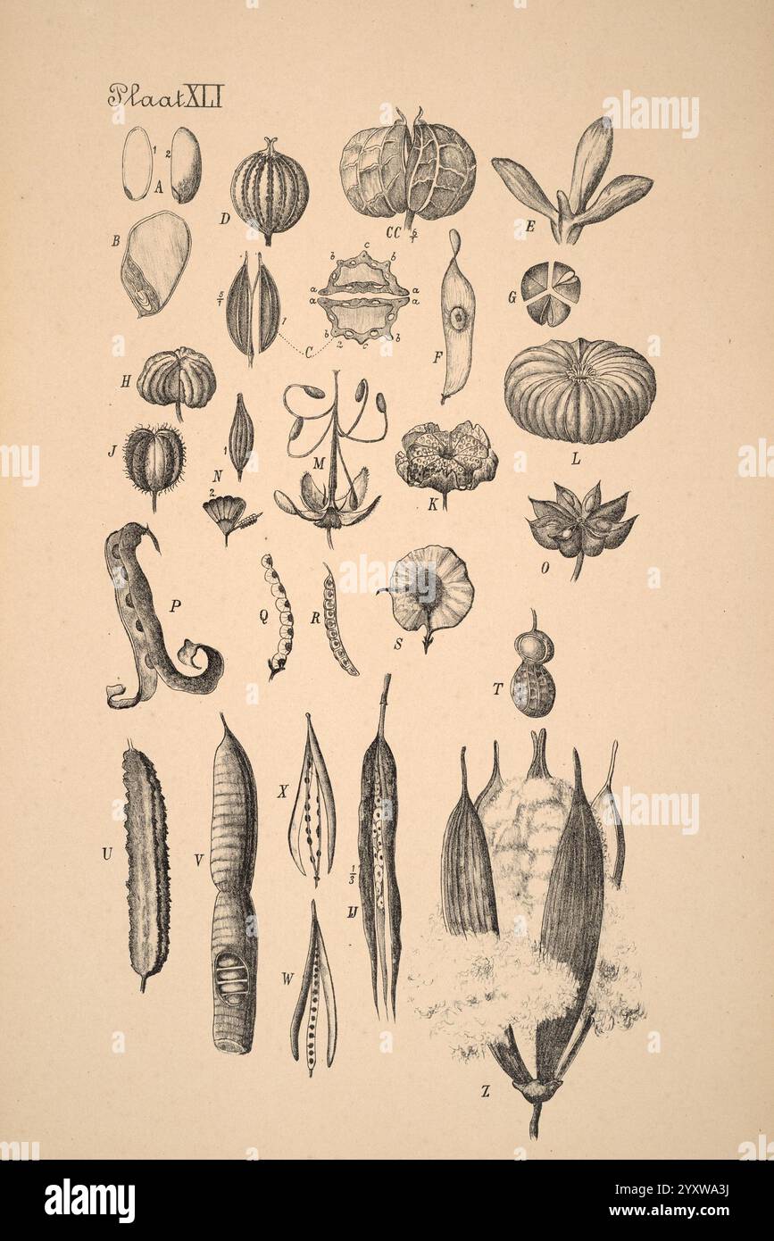 Plantenkunde voor Indië, Semarang, G. C. T. Van Dorp & Co, 1892, Indonesien, Pflanzen, die Illustration zeigt eine Sammlung verschiedener botanischer Exemplare, die eine Vielzahl von Pflanzenformen und -Strukturen zeigen. Methodisch angeordnet, enthält die Komposition detailreiche Darstellungen von Samen, Schoten, Blättern und anderen botanischen Merkmalen. Zu den bemerkenswerten Artikeln gehören abgerundete Samenkapseln, längliche Blätter und einzigartige Blumenstrukturen, die jeweils mit Buchstaben zur eindeutigen Identifizierung gekennzeichnet sind. Die Vielfalt unterstreicht die natürliche Vielfalt der Pflanzenwelt und lädt zur Erkundung und Wertschätzung der Pflanzen ein Stockfoto