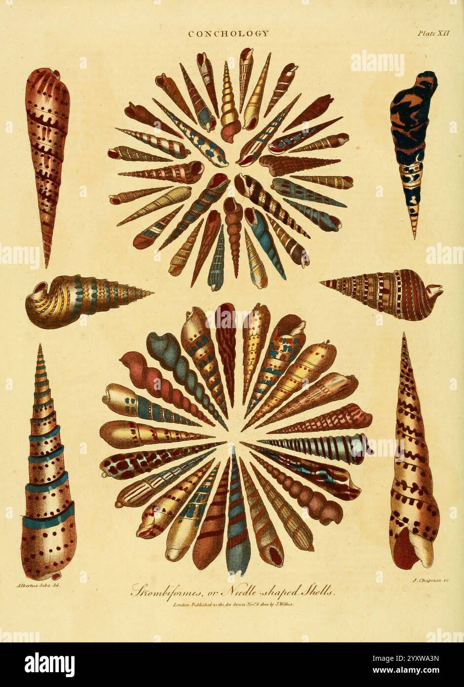 Encyclopaedia Londinensis, oder Universal Dictionary of Arts, Sciences, and Literature London, gedruckt für den Inhaber von J. Adlard, verkauft im Encyclopaedia Office von J. White und Champante and Whitrow, 1810–1829. Enzyklopädien und Wörterbücher Mollusken Bildwerke Taxonomie: Phylum = Mollusca Conchology Muscheln Mollusca Wirbellose Strombiformes Nadelschalen Nadelschnecken Meeresschnecken Geschichte von Wissenschaft und Kunst Biologie, Terebra, wird eine komplexe Anordnung verschiedener Muscheln gezeigt, die ihre unterschiedlichen Formen und Designs zeigen. Die Schalen weisen eine Reihe von auf Stockfoto