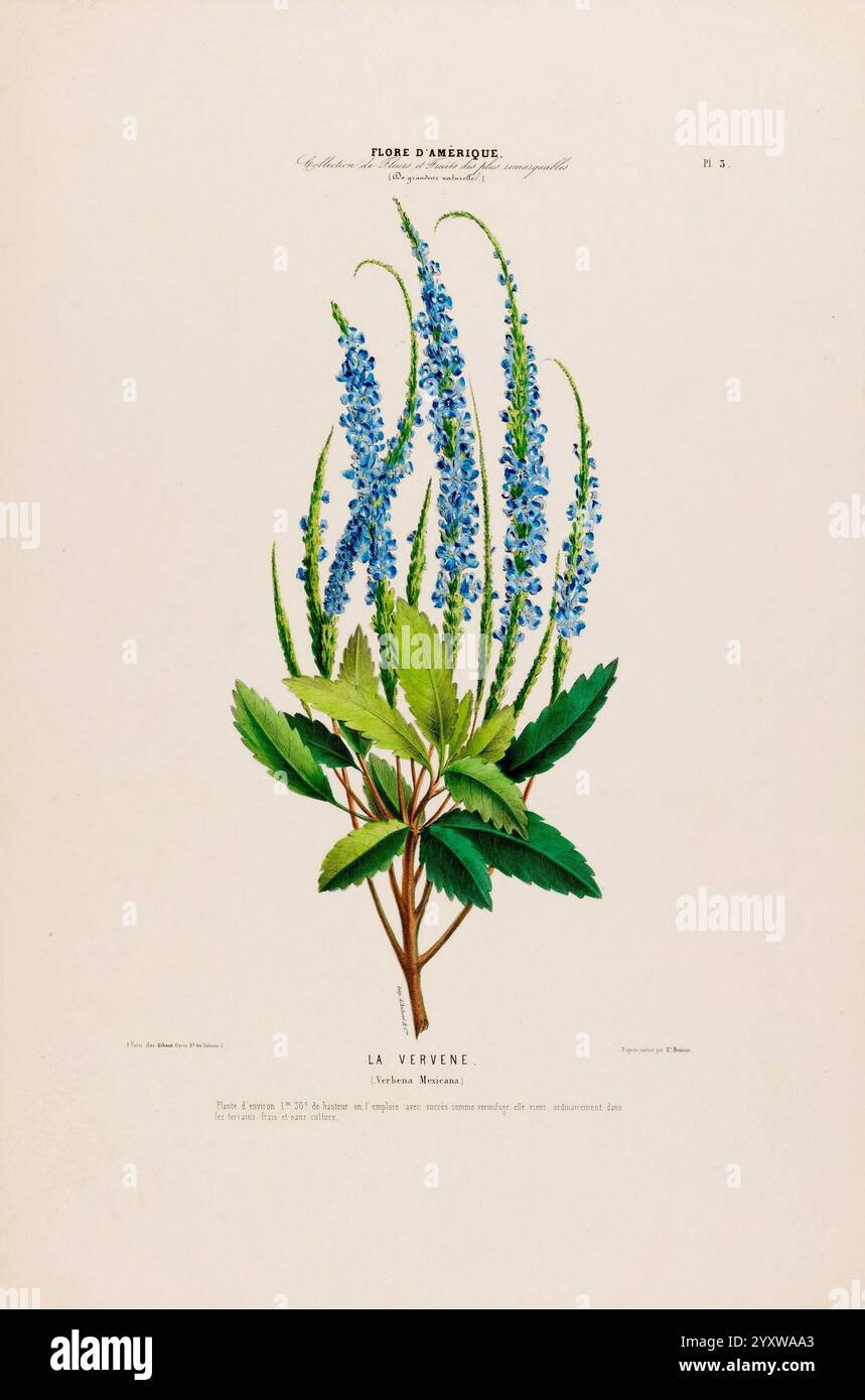 Flore d'Amérique, Paris, Gihaut 1843-1846, Amerika, Bildwerke, Pflanzen zeigt diese Abbildung eine detaillierte Darstellung einer blühenden Pflanze, die als „La Verveine“ oder Verbene bekannt ist. Hohe, schlanke Stacheln mit leuchtend blauen Blüten ragen über sattgrünen Blättern mit gezacktem Rand. Jeder Blütenstachel zeigt einzelne Blüten, die sich zusammenfügen und eine beeindruckende visuelle Wirkung erzeugen. Die zarte Darstellung betont die komplizierten Details der Blumen und des Laubs und unterstreicht die botanische Schönheit dieser Pflanze. Über der Abbildung befindet sich der Titel „Flore d'Amérique“. Stockfoto