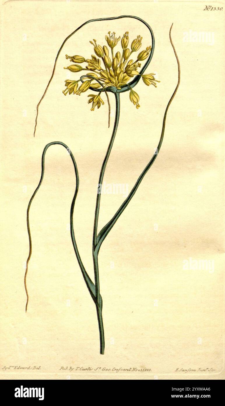 Curtis's Botanical Magazine London New York etc Botanische Illustration Botanik Zeitschriften Bildwerke Pflanzen Zierendes Curtis Allium flavum Taxonomie: Familie= Amaryllidaceae Mediterranean, Eine botanische Illustration, die eine blühende Pflanze darstellt, die durch längliche grüne Stiele und kleine gelbe Blüten gekennzeichnet ist. Die zarten Blüten sind in der Nähe der Spitze der Pflanze angeordnet, während dünne grüne Blätter anmutig von der Basis aus ragen. Die genaue Aufmerksamkeit auf die Anatomie der Blüten und Blätter hebt die Feinheiten dieser Art hervor. Die Abbildung wird durch eine subtile Schattierung ergänzt Stockfoto