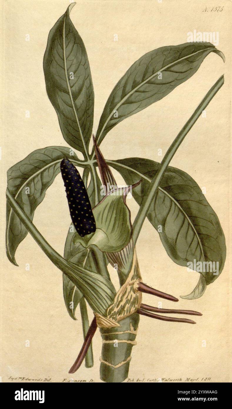 Curtis's Botanical Magazine London New York Botanical Illustration Botany Periodicals Pictorial Works Pflanzen Ornamental Sydenham Teast Edwards Pothos Pentaphylla Anthurium Palmatum Curtis Taxonomy: Family= Araceae Trinidad, diese detaillierte botanische Illustration zeigt eine Pflanze mit großen, glänzenden Blättern und einer einzigartigen Fruchtstruktur. Die markanten Blätter weisen einen satten, grünen Farbton auf, der ihre glatte Textur und symmetrische Anordnung unterstreicht. Aus der Basis kommt ein Blütenstachel hervor, gekrönt von einer markanten, langgezogenen Frucht, die dunkel ist und mit hellen Markierungen gepunktet ist. Die Pflanze ist depik Stockfoto