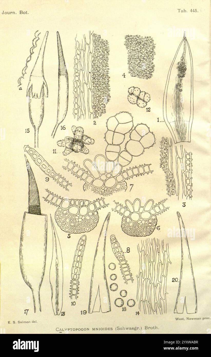 Journal of Botany, britisches und ausländisches London Robert Hardwicke 1863-1942 Botany Great Britain Periodicals Plants, diese Illustration zeigt eine detaillierte anatomische Untersuchung verschiedener botanischer Exemplare. Es enthält eine Reihe von beschrifteten Diagrammen, die die komplexen Strukturen von Pflanzenzellen und -Geweben darstellen. Jeder Abschnitt ist nummeriert, wodurch die unterschiedlichen morphologischen Merkmale hervorgehoben werden. Im Fokus stehen Details wie Blattstrukturen, Reproduktionselemente und zelluläre Arrangements. Die Präzision in der Darstellung weist auf eine wissenschaftliche Untersuchung hin, die wahrscheinlich eine botanische Forschung begleitet Stockfoto