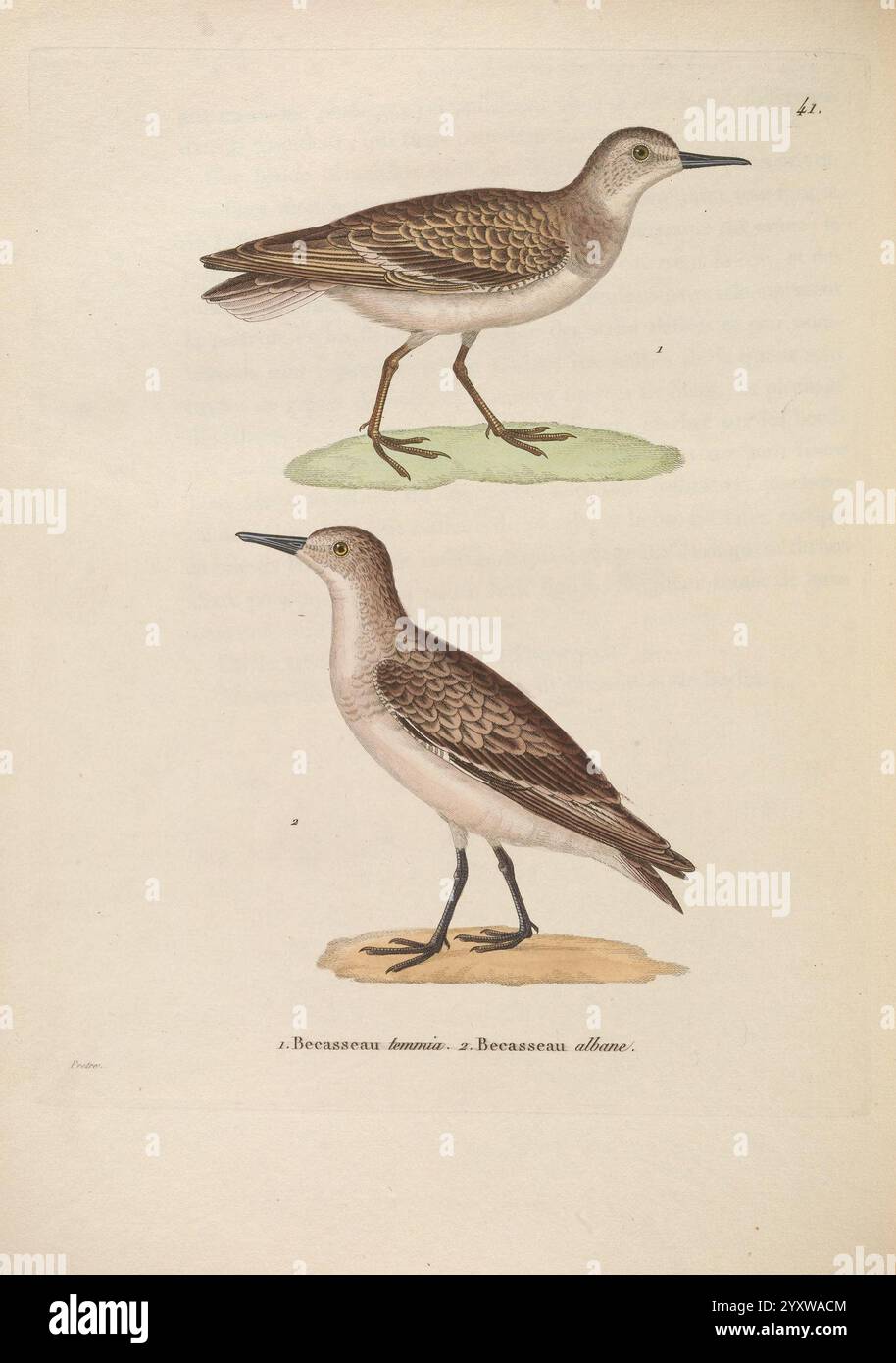 Nouveau recueil de Planches coloriées d'oiseaux, A Strasbourgh, Chez Legras Imbert et Comp, 1838, Vögel, Bildwerke, diese Illustration zeigt zwei sorgfältig dargestellte Küstenvögel, die auf grasbewachsenen und sandigen Stellen stehen. Der Vogel auf der Oberseite, der mit „Bécasseau brun“ beschriftet ist, zeigt ein gesprenkeltes, bräunliches Gefieder mit zarten Details auf den Federn, ergänzt durch schlanke Beine, die für ein Gleichgewicht positioniert sind. Darunter zeigt der „Bécasseau albinos“ eine hellere, gedämpftere Färbung, die sein elegantes Erscheinungsbild unterstreicht. Beide Vögel werden in einer Profilansicht präsentiert, die ihre charakteristischen Körperformen und zeigt Stockfoto