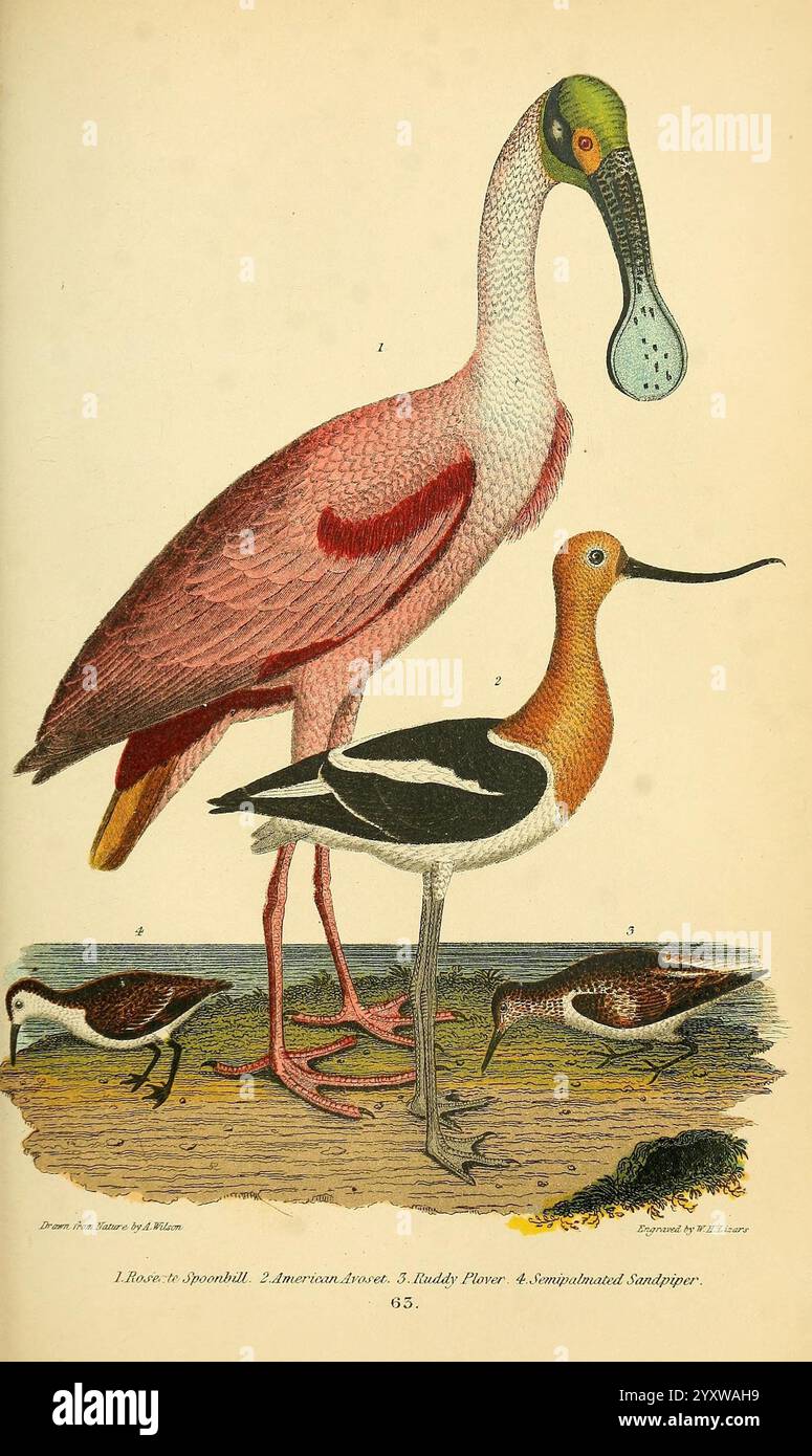 Amerikanische Ornithologie oder die Naturgeschichte der Vögel der Vereinigten Staaten, Petter & Galpin [187-]. Birds, United States, Löffelschnabel, Calidris pusilla, Rosenlöffelschnabel, sanderling, Calidris alba, American avocet, Recurvirostra americana, Platalea ajaja, die Illustration zeigt eine Sammlung eleganter Wasservögel in verschiedenen Stellungen, die ihre charakteristischen Eigenschaften zum Ausdruck bringen. In der Mitte steht ein großer, anmutiger Vogel mit einem leuchtenden rosa und weißen Körper mit langen Beinen und einem auffälligen Schnabel. Rechts davon befindet sich ein anderer Vogel, der für sein Schwarz-weiß bekannt ist Stockfoto