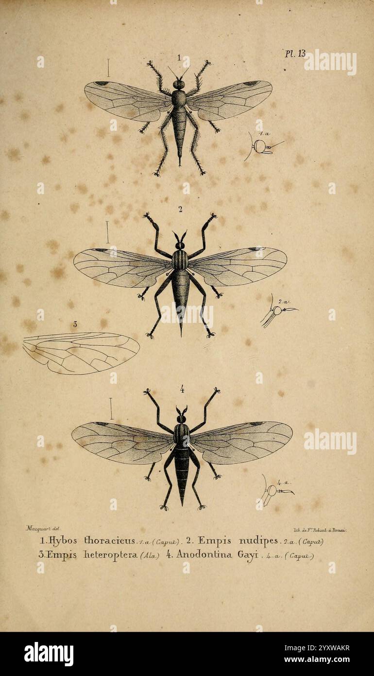 Diptères exotiques nouveaux ou peu connus, Paris, Roret,1838-1843, Diptera, Insekt, eine detaillierte Abbildung zeigt verschiedene Arten von Insekten, die vertikal angeordnet sind. Oben ist das erste als Hybos thoracicus identifizierte Insekt mit ausgeprägten anatomischen Merkmalen und Flügelstruktur dargestellt. Darunter wird die zweite Art Empis nudipes präsentiert, die ihre einzigartigen Eigenschaften und Form aufweist. Das dritte Insekt, Empis heteropterus, wird als nächstes hervorgehoben und zeigt seine markante Morphologie. Schließlich wird das vierte Insekt, Anodonina Gayi, dargestellt, das seine spezifischen Eigenschaften betont. Die Il Stockfoto