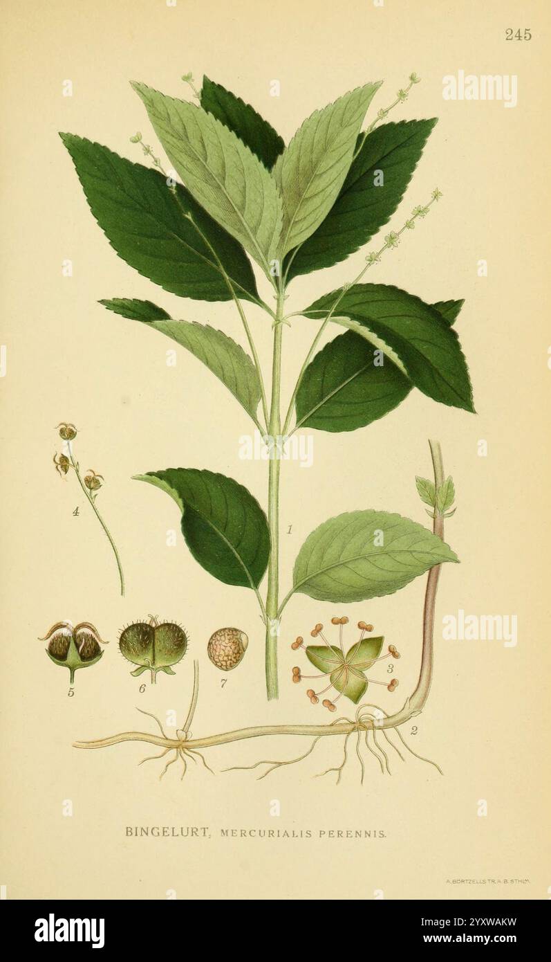 Billeder af nordens Flora København, G.E.C. Gad's Forlag, 1917-1927, Finnland, Bildwerke, Pflanzen, Skandinavien, der New York Botanical Garden, Mercurialis perennis, bingelurt, Mercurialis perennis, diese Illustration zeigt die Pflanze Mercurialis perennis, allgemein bekannt als Hundefrequecksilber. Im Mittelpunkt stehen die für die Pflanze charakteristischen grünen Blätter und Blütentrauben. Die Hauptdarstellung umgibt detaillierte botanische Skizzen, einschließlich beschrifteter Diagramme verschiedener Teile wie Blumen, Samen und Wurzelsystem. Jede Funktion wird sorgfältig gerendert, um anatomische Aspekte hervorzuheben Stockfoto