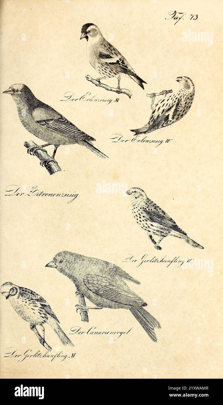 Die Naturgeschichte in getreuen Abbildungen und mit ausführlicher Beschreibung derselben Leipzig, bei Eduard Eisenach, 1835 Vögel, Bildwerke, eine Illustration mit verschiedenen Vögeln, die jeweils sorgfältig mit Liebe zum Detail ausgeführt wurden. Das Bild enthält fünf Arten Stockfoto