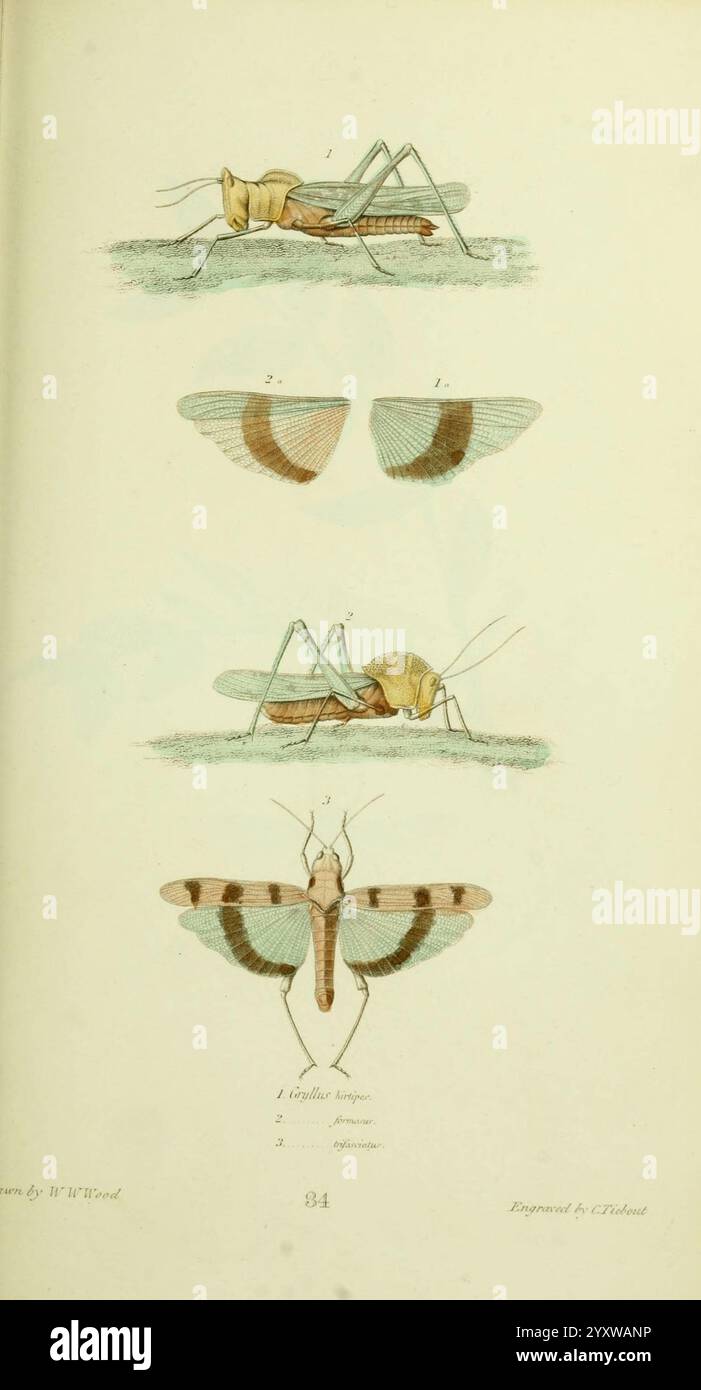 Amerikaner, Entomologie Boston, Estes & Lauriat, [1859?], Insekten, Nordamerika, Bildwerke, Gryllus hirtipes, Gryllus formosus, Gryllus trifasciatus, William Wightman Wood, Arthropoda, Arthropoden, Thomas Say, Entomologie, die Abbildung zeigt eine detaillierte Untersuchung verschiedener Grashüpfer, die ihre unterschiedlichen anatomischen Merkmale veranschaulichen. Oben ist eine Seitenansicht eines Grashüpfers abgebildet, der seinen langgestreckten Körper und seine Antennen hervorhebt. Darunter sind zwei Flügelpaare mit komplizierten Mustern und Farbgebung dargestellt. Jeder Flügel ist mit Zahlen gekennzeichnet, die bestimmte Merkmale anzeigen. Die Stockfoto