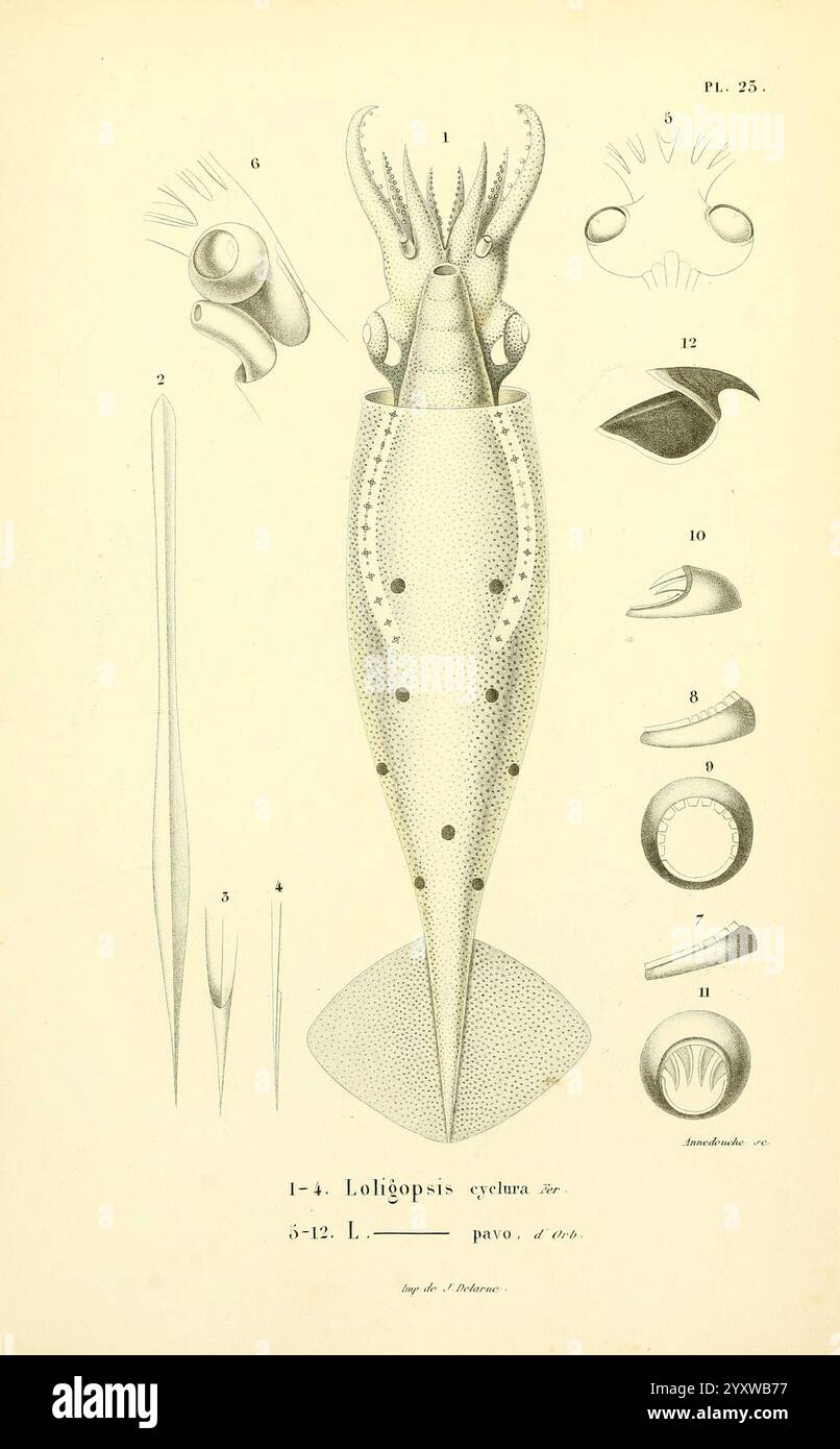 Mollusques vivants et Fossiles. Atlas. Paris, Gide et Cie, éditeurs, 1845, Fossil, Mollusken, Cephalopoda, die Abbildung zeigt eine detaillierte Untersuchung der Tintenfischart Loligopsis cyclura, die verschiedene anatomische Aspekte zeigt. Im Mittelpunkt steht die Darstellung des stromlinienförmigen Körpers des Tintenfisches, einschließlich seines Mantels und seiner Flossen. Um diese zentrale Figur herum befinden sich akribische Diagramme, die spezifische Merkmale hervorheben: Den Schnabel, die Tentakel und verschiedene innere Strukturen. Jeder beschriftete Abschnitt bietet Einblicke in die Physiologie des Tintenfischs und ist damit eine wertvolle Ressource für das Verständnis der Anatomie des Kopffüßchens Stockfoto