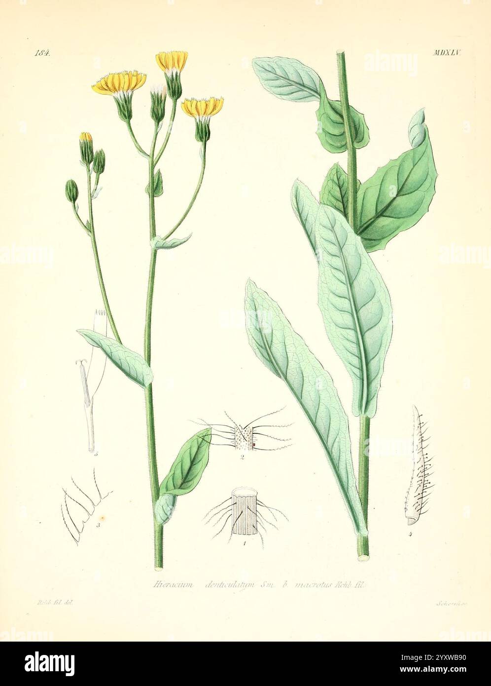 Icones florae Germanicae et Helveticae, Simul Pedemontanae, Tirolensis, Istriacae, Dalmaticae, Austriacae, Hungaricae, Transylvanicae, Moravicae, Borussicae, Holsaticae, Belgicae, Hollandicae, ergo Mediae Europae. Lipsiae, F. Hofmeister, 1834-1912. [v. 1, 1850], Europa, Bildwerke, Pflanzen, die Abbildung zeigt eine botanische Darstellung einer blühenden Pflanze. Die Hauptstiele, die mit zarten gelben Blütensträngen verziert sind, ragen in der Mitte hervor. Jede Blume ist mit unterschiedlichen Blütenblättern versehen, die ihre komplizierte Struktur zeigen. Die Blüten flankieren breite, längliche Blätter wi Stockfoto