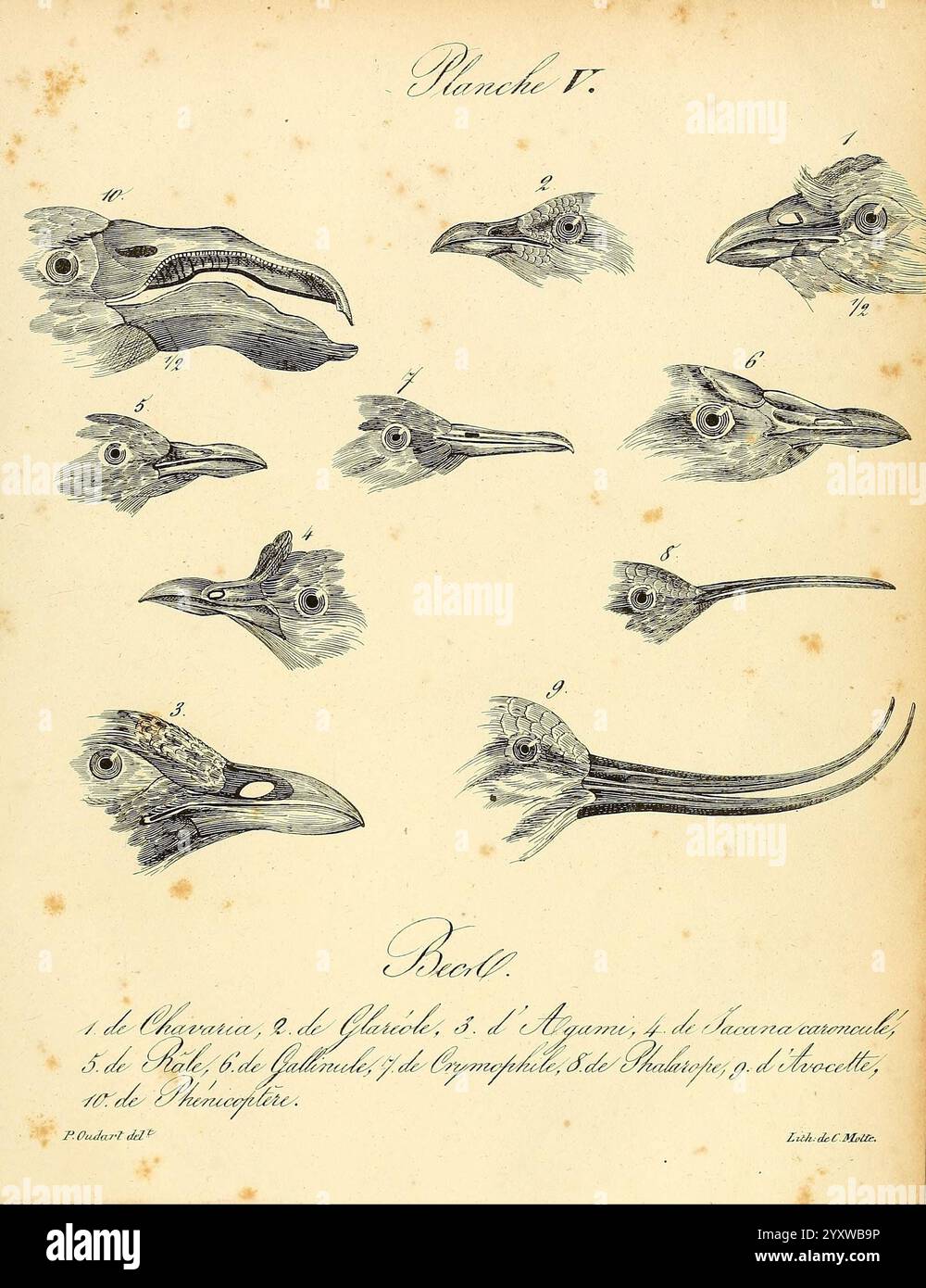 La galerie des oiseaux, Paris, Carpentier-Méricourt, 1834, Vögel, diese Illustration zeigt eine Reihe detaillierter anatomischer Zeichnungen verschiedener Kopffüßarten. Jede beschriftete Figur zeigt die besonderen Merkmale der Schnäbel und Köpfe der Kreaturen und gibt Einblicke in ihre biologische Struktur. Die Entwürfe heben die Vielfalt dieser Meerestiere hervor, wobei komplizierte Linien die Form und Eigenschaften jedes einzelnen Exemplars erfassen. Das Layout erleichtert eine vergleichende Untersuchung und betont die Anpassungen, die verschiedene Arten für ihre Umgebung entwickelt haben. Stockfoto