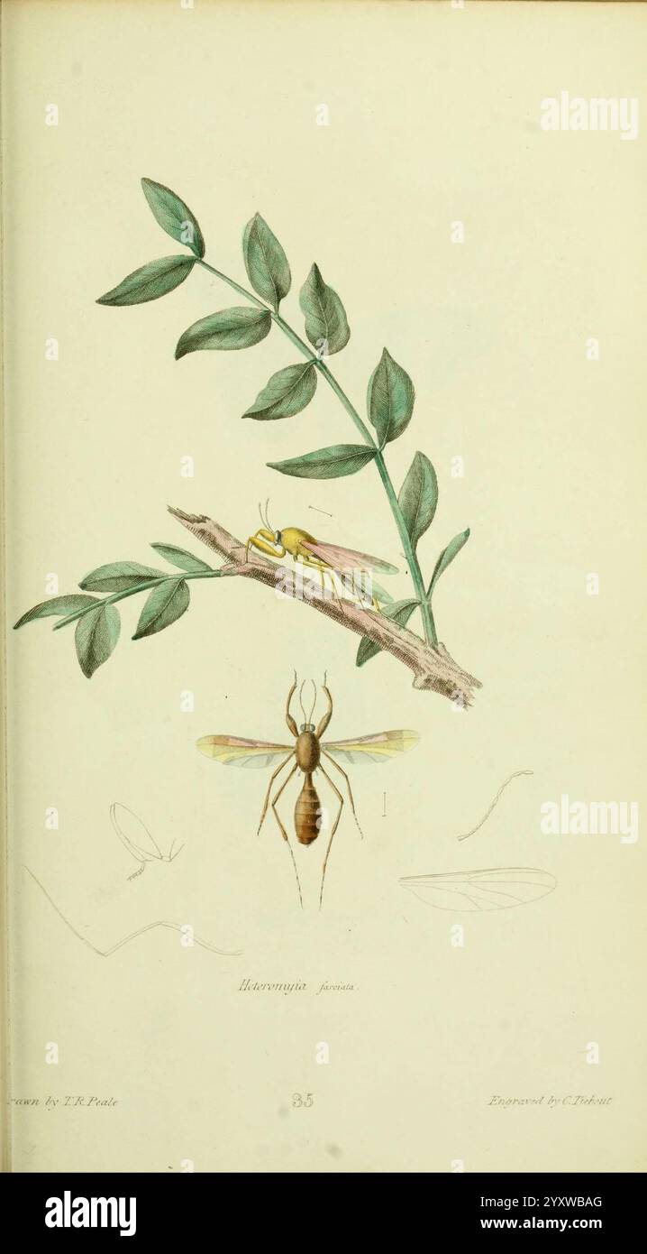 Amerikanische Entomologie Boston, Estes & Lauriat, [1859?], Insekten, nordamerika, Bildwerke, Heteromyia fasciata, Titian Ramsay Peale, Künstler VZQ796126, Arthropoda, Arthropod, thomas Say, Entomology., Eine detaillierte Illustration, die zwei Arten zeigt: oben eine zarte Heuschrecke in natürlichen Farbtönen, mit komplizierten Flügelmustern und schlanken Beinen, die auf einem schmalen Zweig mit grünen Blättern stehen. Unten ist eine Ameise mit unterschiedlichen Merkmalen, einschließlich segmentiertem Körper und Antennen, mit Präzision dargestellt. Der Hintergrund zeigt weiche, fließende Linien, die auf Bewegung oder Lebensraum hinweisen Stockfoto