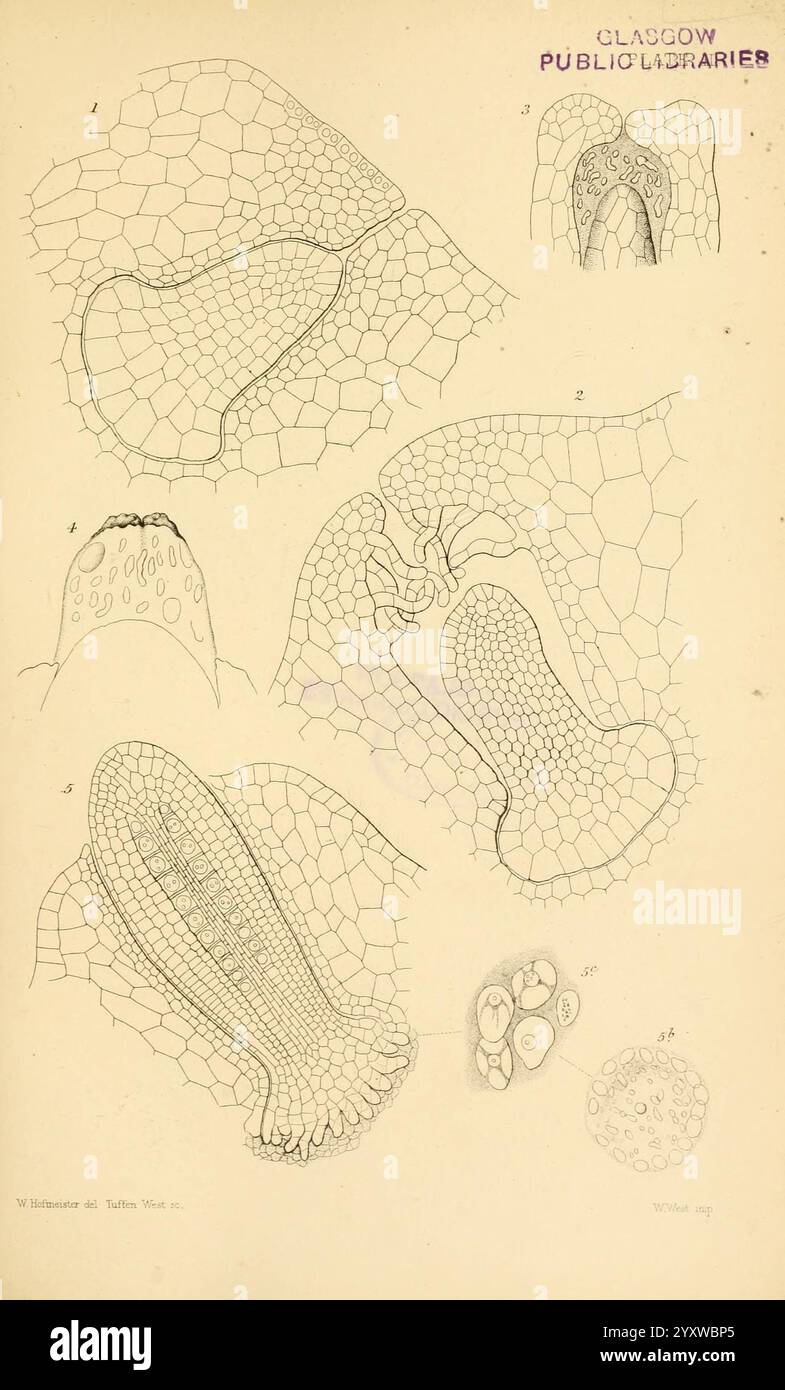 Zur Keimung, Entwicklung und Fruktifizierung der höheren Cryptogamia, London, Pub. Für die Ray Society von R. Hardwicke, 1862. Koniferen, Pteridophyta, Pflanzenmorphologie, diese Illustration zeigt eine Reihe detaillierter und komplizierter wissenschaftlicher Skizzen, die verschiedene Aspekte von Zellstrukturen oder Geweben darstellen, wahrscheinlich in Verbindung mit botanischen oder biologischen Studien. Jedes beschriftete Teil zeigt unterschiedliche Vergrößerungen oder Perspektiven von Zellformationen, wodurch die geometrischen Muster und die organisatorische Komplexität von Zellwänden oder Membranen hervorgehoben werden. Die begleitenden Nummern geben einen bestimmten Det an Stockfoto