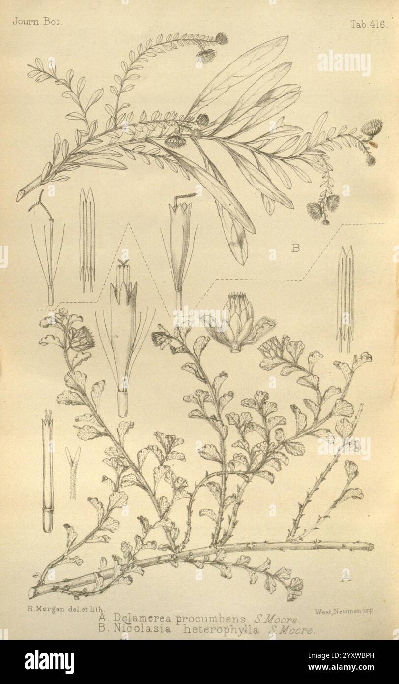 Journal of Botany, British and Foreign, London, Robert Hardwicke, 1863-1942, Botanik, Großbritannien, Zeitschriften, Pflanzen, die Illustration zeigt detaillierte botanische Studien von zwei verschiedenen Pflanzenarten. Das erste, Delamera proumbens genannt, ist mit langen Blättern und zartem Laub dargestellt, das seine einzigartige Struktur und sein Wachstumsmuster zeigt. Die zweite Art, Nicolasia heterophylla, wird mit unterschiedlichen Blattformen und einem für ihre Gattung charakteristischen Blütenelement dargestellt. Zusätzliche Skizzen enthalten Nahaufnahmen verschiedener Teile, die die komplizierten Details von t hervorheben Stockfoto