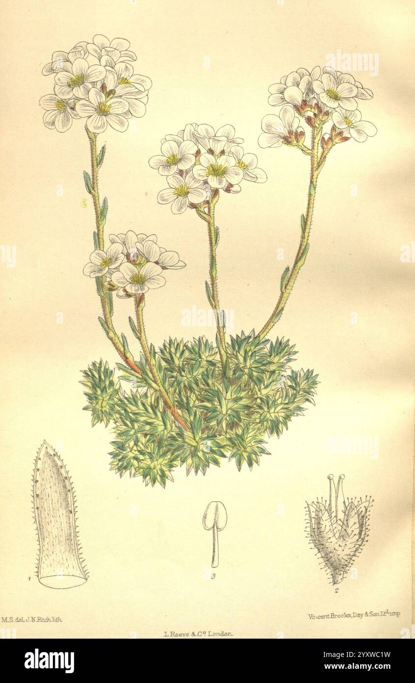 Curtis's, Botanical, Magazin, London, New York, Botanik, Illustration, Botanik, Zeitschriften, Bild, Werke, Pflanzen, Ornamental, Curtis, die Illustration zeigt zarte, weiße Blüten mit mehreren Blütenblättern, die sich auf schlanken Stielen bilden, die aus einer üppigen, grünen Basis ragen. Die Blätter sind fein geteilt und bodennah angeordnet, was zur Weichheit der Pflanze beiträgt. Zur Hauptdarstellung gehören detaillierte Zeichnungen der Pflanzenteile, darunter ein fein strukturiertes Blatt, eine stilisierte Blütenknospe und eine Wurzelstruktur, die alle sorgfältig zur Identifizierung gekennzeichnet sind. Dies Stockfoto