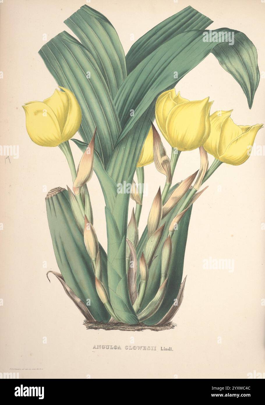 Pescatorea, Bruxelles, M. Hayez, 1860, Orchidaceae, eine lebendige botanische Illustration zeigt eine Gruppe von gelben Tulpen, von denen sich jedes mit zarten Blütenblättern an den Kanten sanft kräuselt. Die Tulpen sind elegant gepaart mit üppigen, breiten grünen Blättern, die einen auffälligen Kontrast zu den hellen Blüten bilden. Inmitten des Laubs befinden sich schlanke Knospen, die auf das Versprechen zukünftiger Blüten hinweisen. Die Details in den Blättern und Blüten heben die natürliche Schönheit und die komplizierten Strukturen der Pflanze hervor und verkörpern die zarte Balance des Designs der Natur. Auf dem beigefügten Etikett wird die Art angegeben und eine Information hinzugefügt Stockfoto