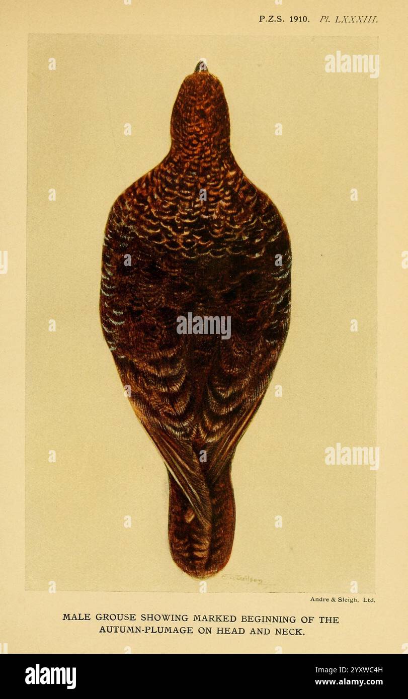 Proceedings of the Zoological Society of London, London, Academic Press Periodicals, Zoology, Birds, ein männlicher Auerhühner wird von oben nach unten dargestellt und zeigt sein kompliziertes Gefieder. Die Federn zeigen eine Mischung aus sattem Braun und subtilen Anklängen anderer Erdtöne, was die Komplexität des herbstlichen Gefieders, insbesondere um Kopf und Hals, veranschaulicht. Die detaillierte Abbildung zeigt die Textur und das Muster der Federn und spiegelt die natürliche Tarnung des Vogels in seiner Umgebung wider. Diese Darstellung unterstreicht die Schönheit und Eleganz des Auerhühns, ein wesentlicher Aspekt seines h Stockfoto