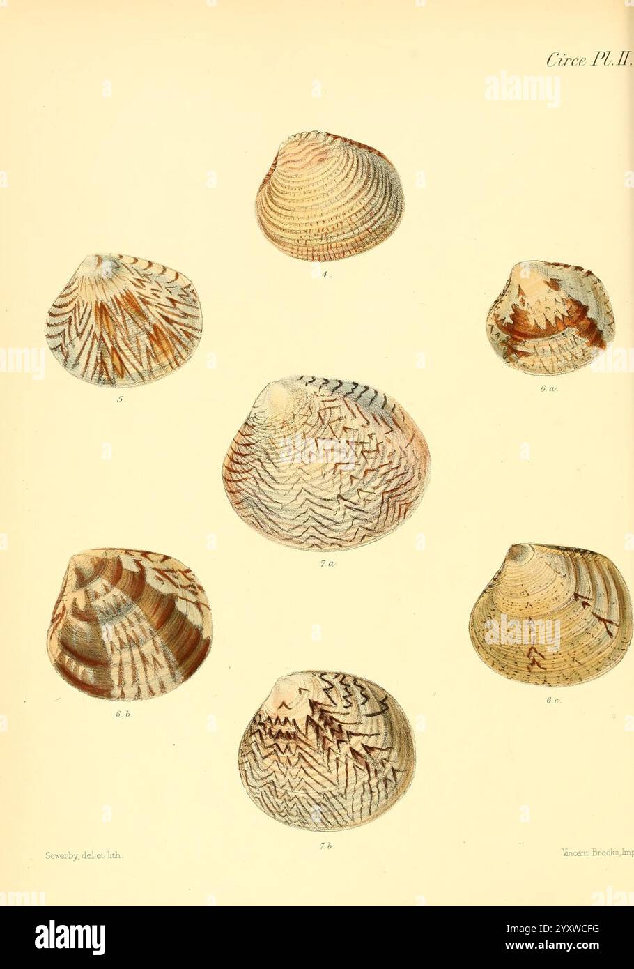 Conchologia iconica oder Illustrationen of the Muscheln of Molluscous Animals, London, Reeve Brothers, 1843-1878, Mollusks, Bildwerke, Muscheln, Eine Sammlung verschiedener Muscheln, die in einem organisierten Arrangement gezeigt werden und ihre einzigartigen Formen und komplizierten Muster zeigen. Die Muscheln variieren in Größe, Farbe und Textur, was die Vielfalt der Meereslebewesen unterstreicht. Jede Schale ist mit unterschiedlichen Streifen und Markierungen versehen, die die natürliche Schönheit der ozeanischen Umgebung veranschaulichen. Die Präsentation betont sowohl die ästhetischen Qualitäten als auch das wissenschaftliche Interesse an diesen natürlichen Exemplaren, was sie zu einem Valu macht Stockfoto