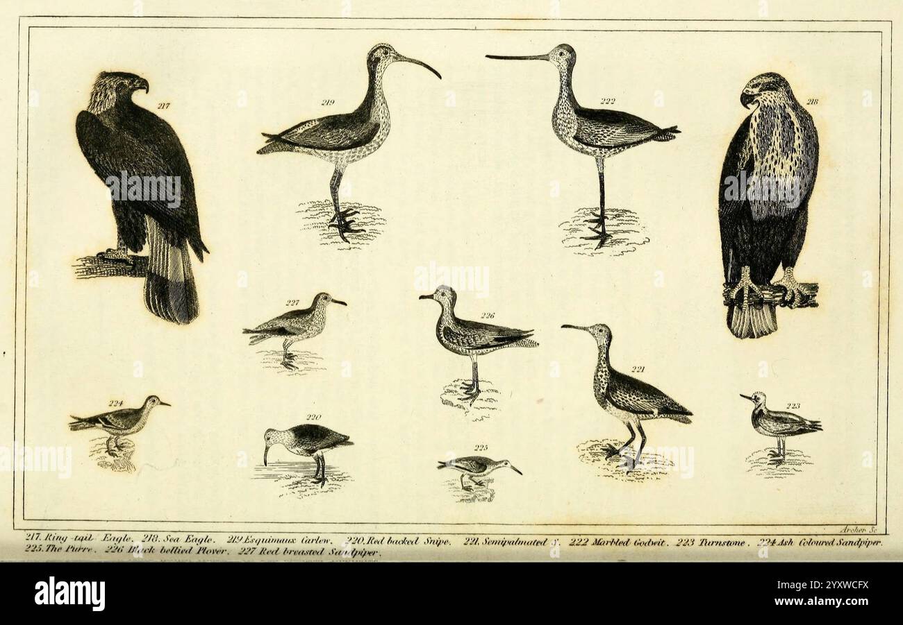 Wilson's American Ornithology 1840 Birds North America, Eine Sammlung verschiedener Vogelarten, die in detaillierten Illustrationen dargestellt werden und ihre Besonderheiten und Haltungen zeigen. Die obere Reihe zeigt einen majestätischen Adler auf der linken Seite, neben verschiedenen Ufervögeln, die sich durch ihre langen Beine und schlanken Körper auszeichnen. In der unteren Reihe befinden sich kleinere Vögel, die jeweils mit komplizierten Linienarbeiten dargestellt sind und ihr einzigartiges Gefieder und Verhalten hervorheben. Jeder Vogel ist zur Identifikation nummeriert, was den informativen Charakter der Anzeige unterstreicht. Die Gesamtkomposition unterstreicht die Vielfalt von avia Stockfoto