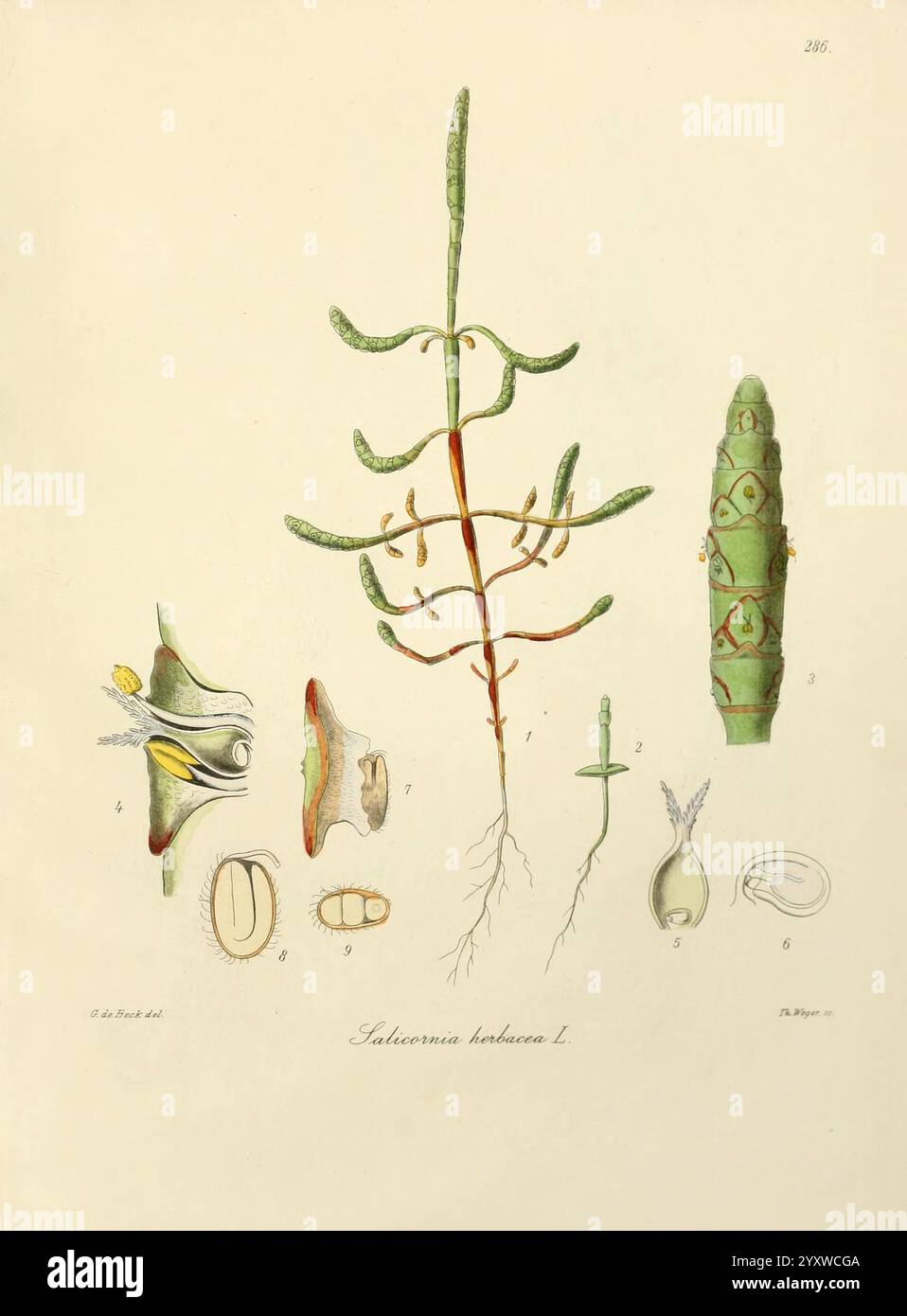 Icones florae Germanicae et Helveticae, Simul Pedemontanae, Tirolensis, Istriacae, Dalmaticae, Austriacae, Hungaricae, Transylvanicae, Moravicae, Borussicae, Holsaticae, Belgicae, Hollandicae, ergo Mediae Europae. Lipsiae, F. Hofmeister 1834-1912. [v. 1, 1850], Europa, Bildwerke, Pflanzen, die Abbildung zeigt verschiedene botanische Elemente von Salicornia herbacea L., einer salztoleranten Pflanze, die häufig in Küstengebieten vorkommt. Die mittlere Abbildung zeigt die aufrechten grünen Stiele mit segmentierten Ästen. Die zentrale Pflanze umgibt detaillierte anatomische Darstellungen, einschließlich der Wurzelstruktur Stockfoto