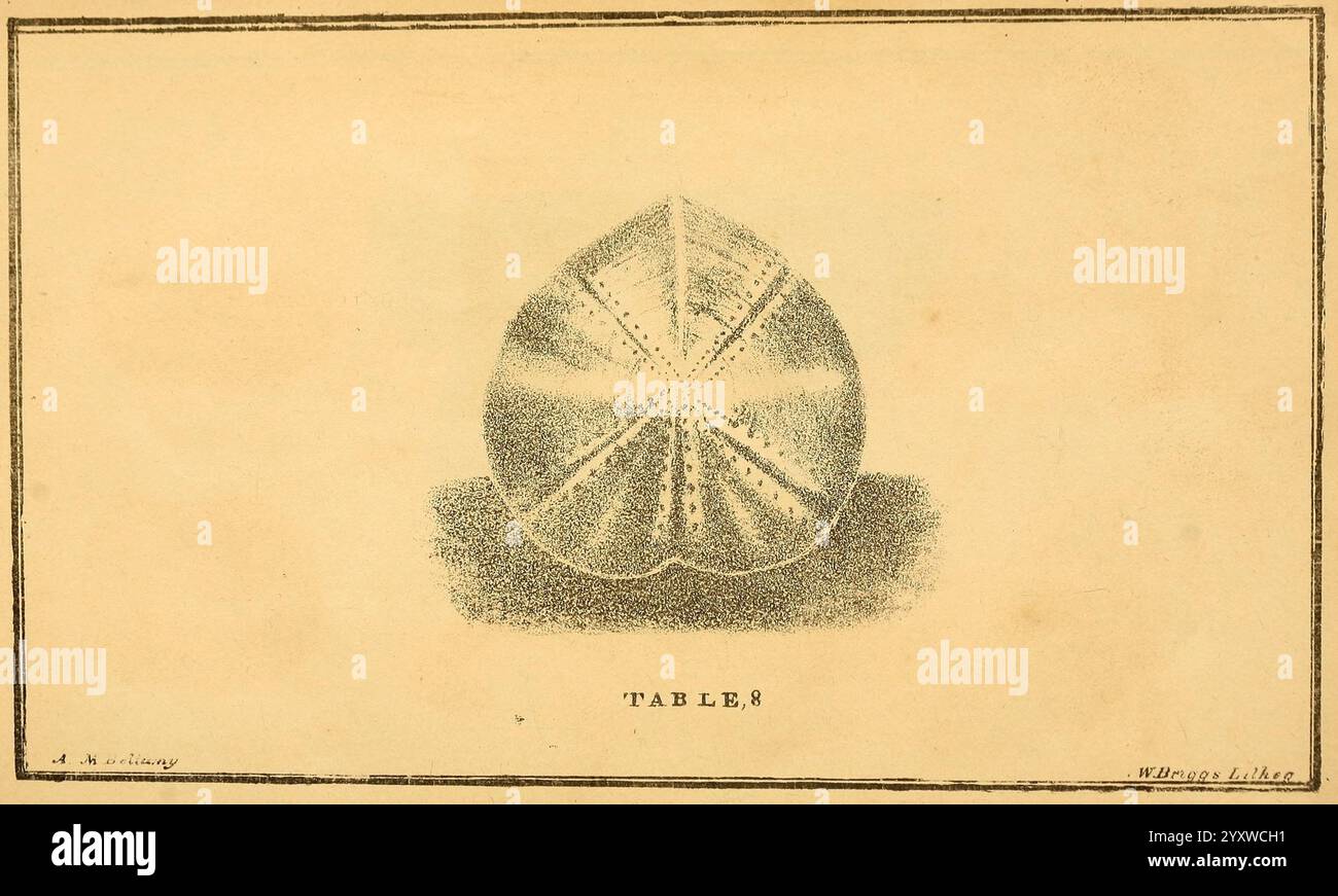 The Natural History of South Devon, Plymouth, gedruckt und herausgegeben von Jenkin Thomas, 1839. Devon, Devon, England, Natural History, Eine detaillierte Darstellung eines Seeigels mit seiner charakteristischen Herzform und seinen komplizierten Mustern auf der Oberseite. Die Probe wird künstlerisch gerendert und hebt die strahlenden Linien und Texturen hervor, die ihre einzigartige Anatomie definieren. Die Illustration wird durch eine einfache Umrandung ergänzt, und das Wort „TABELLEN“ ist eingeschrieben, was darauf hindeutet, dass es in eine größere Sammlung oder Studie im Zusammenhang mit Meeresbiologie aufgenommen wird. Die Gesamtpräsentation betont das natürliche Stockfoto