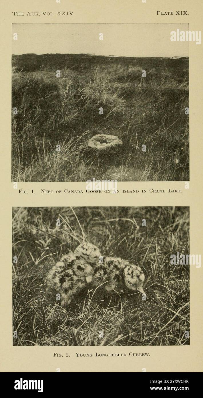 Das Auk Washington, D.. C, American Ornithologists' Union, 1884, Vögel, Zeitschriften, die Szene zeigt ein Nest von Kanadiengänsen, das sich auf einer grasbewachsenen Fläche in der Nähe des Orange Lake befindet und den natürlichen Lebensraum zeigt, in dem diese Vögel ihre Eier legen. Unten ist ein junger Langhauben-Curlew zu sehen, der die zarte Schönheit und Verletzlichkeit dieser Art in ihrem Entstehungsstadium unterstreicht. Die Umgebung betont die Bedeutung dieser Umgebungen für das Nisten und Aufziehen von Jungen und spiegelt die komplizierte Beziehung zwischen Wildtieren und ihren Lebensräumen wider. Stockfoto