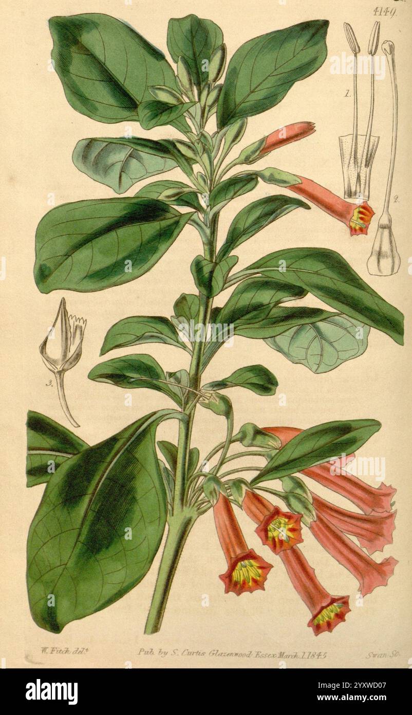 Curtis botanisches Magazin London New York usw. botanische Illustration Botanik Zeitschriften Bildwerke Pflanzen ornamental Curtis, diese Illustration zeigt eine botanische Studie einer blühenden Pflanze, die durch ihre charakteristischen langen Blätter und trompetenförmigen Blüten gekennzeichnet ist. Die Pflanze zeigt leuchtende, korallenrote Blüten mit gelben Akzenten in der Nähe der Mitte, was ihre optische Attraktivität erhöht. Die Hauptdarstellung wird durch detaillierte Skizzen der Blütenknospe und des Stiels ergänzt, die ein umfassendes Verständnis der Anatomie ermöglichen. Die Gesamtkomposition unterstreicht die Schönheit und Komplexität von Stockfoto