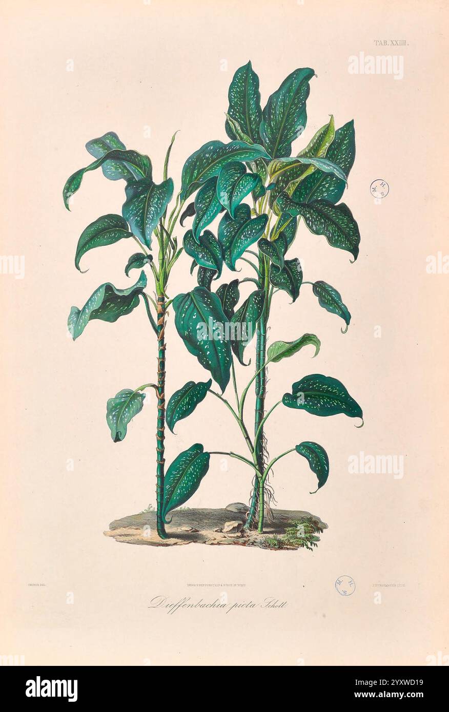 Icones Aroidearum Vindobonae 1857 Araceae Pictorial Works Aroids Diffenbachia picta, das Kunstwerk zeigt zwei lebendige Pflanzen mit üppigen, strukturierten Blättern, die eine reiche Vielfalt an Grüntönen zeigen. Jede Pflanze steht aufrecht, mit Blättern, die durch einzigartige Muster von Sprenkeln und Adern gekennzeichnet sind, was ihr Aussehen tiefgründig macht. Die Komposition unterstreicht die natürliche Eleganz und die komplizierten Details des Laubs und lädt den Betrachter ein, die Schönheit der botanischen Vielfalt zu schätzen. Unter den Pflanzen ist der wissenschaftliche Name „Diphyllanthus“ elegant eingeschrieben, der die dargestellte Art angibt. Stockfoto