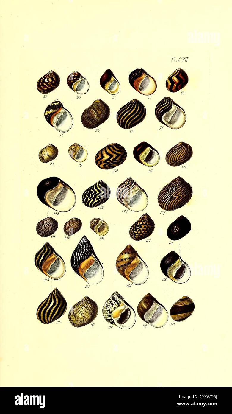 Thesaurus conchyliorum, oder Monographien der Gattungen der Muscheln London, Sowerby, 1847-1887, Mollusken, Bildwerke, Muscheln, Eine Sammlung verschiedener Muschelproben, die in einer systematischen Anordnung dargestellt werden. Jede Schale verfügt über einzigartige Muster und Farben, die die Vielfalt der Meereslebewesen verdeutlichen. Die Schalen variieren in ihrer Form, einige sind gestreckt, andere sind abgerundeter. Jede Probe ist als Referenz nummeriert, was ein Klassifizierungssystem angibt, das ihre besonderen Merkmale hervorhebt. Diese Aufstellung unterstreicht die Schönheit und Komplexität der Designs der Natur und ermutigt zu einer Wertschätzung für mar Stockfoto