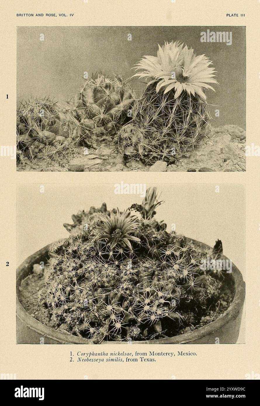 The Cactaceae, Washington, Carnegie Institution of Washington, 1919-1923, Cactaceae, Klassifikation, Bildwerke, diese Abbildung zeigt zwei unterschiedliche Kaktusarten. Der obere Teil ist mit *Coryphantha nicholsi* versehen, bekannt für seine markanten Blüten, die in ihrem stacheligen, abgerundeten Körper deutlich blühen. Unten wird *Mammillaria spinosissima* gezeigt, das sich durch seine dichte Anordnung von Stacheln und Blütensträhnen auszeichnet, die alle in einem dekorativen Topf eingebettet sind. Jede Art hebt die vielfältige Schönheit und einzigartige Adaptionen von Kakteen hervor, die in verschiedenen Regionen beheimatet sind, insbesondere in Monterrey, M Stockfoto