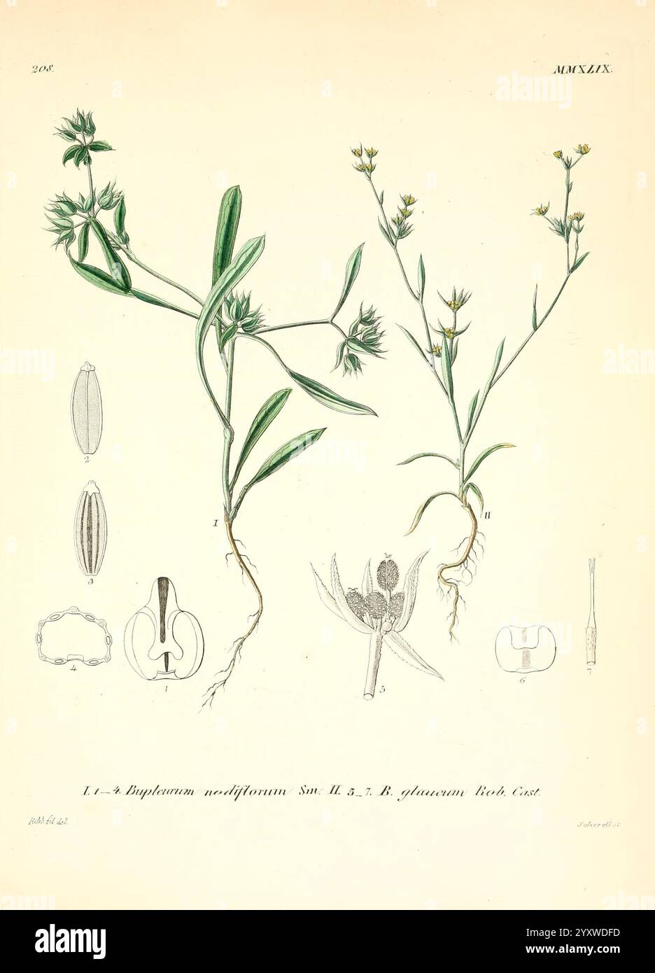 Icones florae Germanicae et Helveticae, Simul Pedemontanae, Tirolensis, Istriacae, Dalmaticae, Austriacae, Hungaricae, Transylvanicae, Moravicae, Borussicae, Holsaticae, Belgicae, Hollandicae, ergo Mediae Europae. Lipsiae, F. Hofmeister 1834-1912. [v. 1, 1850], Europa, Bildwerke, Pflanzen, eine botanische Illustration der Pflanzenart Euphorbia schlechteri. Die Darstellung zeigt zwei Hauptpflanzen mit schlanken grünen Stielen und markanten Blättern, die durch ein feines Detail gekennzeichnet sind, um ihre Struktur zu betonen. Um die zentralen Bilder herum befinden sich verschiedene botanische Elemente, einschließlich Stockfoto