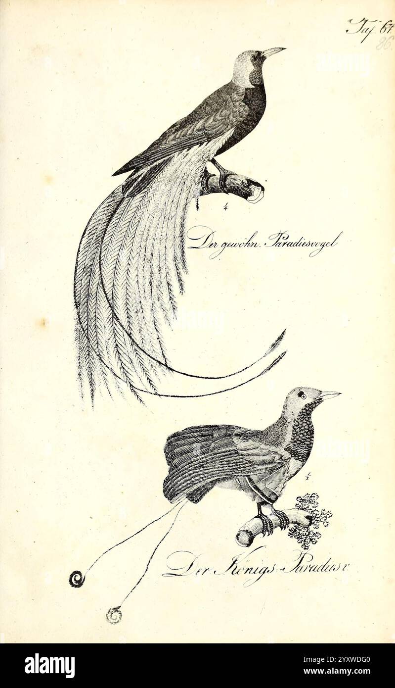 Die Naturgeschichte in getreuen Abbildungen und mit ausführlicher Beschreibung derselben. Leipzig, bei Eduard Eisenach, 1835. Vögel, Bildwerke, die Illustration zeigt zwei verschiedene Vogelarten, die ihre einzigartigen Eigenschaften und komplizierten Details zeigen. Der Obervogel mit der Bezeichnung „der quatische Paradiesvogel“ präsentiert einen langen, fließenden Schwanz, der mit zarten Federdetails verziert ist und seine Eleganz und Pracht unterstreicht. Darunter befindet sich der Strauß-Pardal auf einem Zweig, der eine kompaktere Form und ein ausgeprägtes Gefieder aufweist und seinen eigenen Charme demonstriert. Beide Vögel Stockfoto