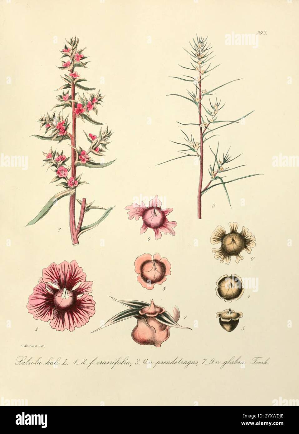 Icones florae Germanicae et Helveticae, Simul Pedemontanae, Tirolensis, Istriacae, Dalmaticae, Austriacae, Hungaricae, Transylvanicae, Moravicae, Borussicae, Holsaticae, Belgicae, Hollandicae, ergo Mediae Europae, Lipsiae, F. Hofmeister , 1834-1912, [v. 1, 1850], Europa, malerische Werke, Pflanzen, dieses Kunstwerk zeigt Illustrationen verschiedener Arten blühender Pflanzen. Die Hauptpflanze ist mit detaillierten Darstellungen ihrer Stiele, Blätter und Blüten dargestellt, die komplizierte Merkmale wie Blattform und Blütenstruktur zeigen. Um das Hauptwerk herum befinden sich mehrere kleinere Illustraten Stockfoto