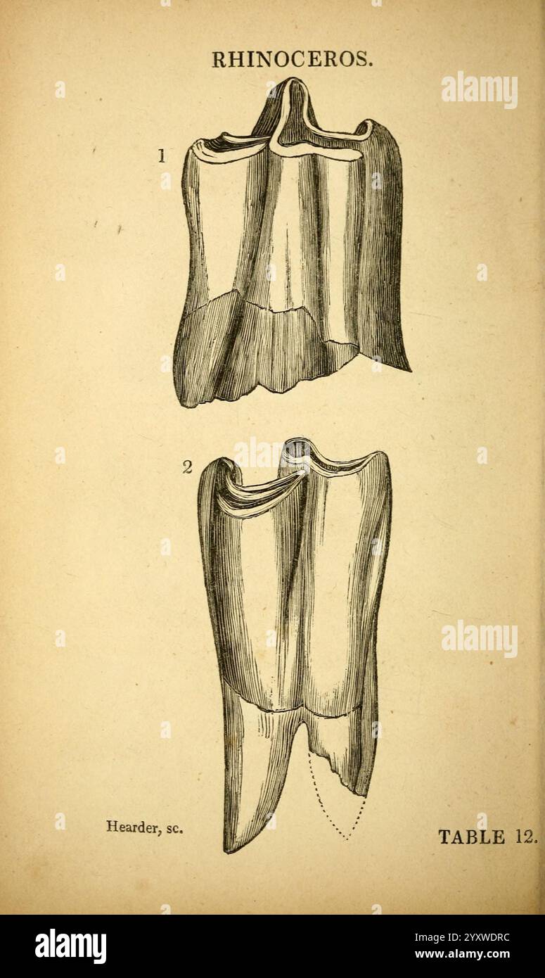 Die, Natur, Geschichte, des Südens, Devon, Plymouth, gedruckt und, veröffentlicht, von Jenkin, Thomas, 1839, Devon, Devon, England, England, Natur, Geschichte, diese Abbildung zeigt zwei detaillierte Darstellungen von Nashorn-Zähnen, die mit „1“ und „2“ beschriftet sind. Die Skizzen zeigen die einzigartigen strukturellen Eigenschaften der Zähne, einschließlich ihrer markanten Grate und Konturen. Die komplizierten Linien heben die Textur und Form hervor und betonen die anatomischen Unterschiede zwischen den beiden Proben. Unterhalb der Abbildungen steht der Text für „Rhinoceros“, zusammen mit einem Verweis auf die Quelle oder den Künstler. Stockfoto