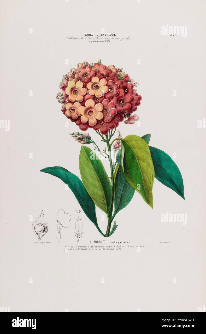 Flore d'Amérique, Paris, Gihaut 1843-1846, Amerika, Bildwerke, Pflanzen, Eine botanische Illustration mit einer lebendigen Blumenkette, bekannt als „Bouquet“ (oder „Bougainvillea“). Die Komposition unterstreicht die zarte Anordnung der Blüten in Rosa- und Rottönen, umgeben von üppig grünen Blättern. Detaillierte Etiketten begleiten die Illustration, die den wissenschaftlichen Kontext und die Beschreibung der Pflanze darstellen und ihre natürliche Schönheit und Komplexität betonen. Das Laub ergänzt die Blumendekoration und schafft eine harmonische Darstellung dieser Art, die sowohl für ihre dekorative Wirkung geschätzt wird Stockfoto
