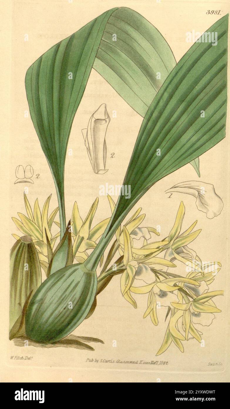Curtis's Botanical Magazine London New York etc. Botanische Illustration Botanik Zeitschriften Bildwerke Pflanzen ornamental Curtis, eine Illustration mit einer tropischen Orchideenart, gekennzeichnet durch langgezogene, bogenförmige grüne Blätter und zarte Gruppen blassgelber Blüten. Die Komposition enthält komplexe botanische Details, wie eine in der Mitte positionierte, von kleineren Blüten umgebene, markante Blütenknospe und anatomische Skizzen der oben gezeigten Struktur der Blüte. Das Gesamtdesign unterstreicht die Eleganz der Orchidee und betont ihre natürliche Schönheit und die Feinheiten ihres für Stockfoto