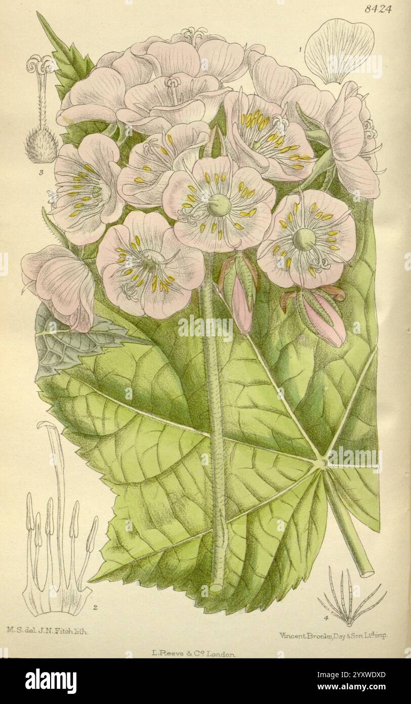 Curtis's Botanical Magazine London, New York, botanische Illustration, Botanik, Zeitschriften, malerische Werke, Pflanzen ornamental, Curtis, diese Illustration zeigt einen Blumenstrauß aus zarten, rosa Blüten und markanten gelben Staubblättern, die sich auf schmalen Stielen gruppieren. Das Laub ist üppig und breit und zeigt eine lebhafte grüne Farbe, die einen schönen Kontrast zu den Blüten bildet. Die primäre Illustration wird durch detaillierte Skizzen einzelner Blütenstrukturen und Blattmuster ergänzt, die die botanischen Merkmale und Anatomie hervorheben. Jedes Element ist akribisch rende Stockfoto