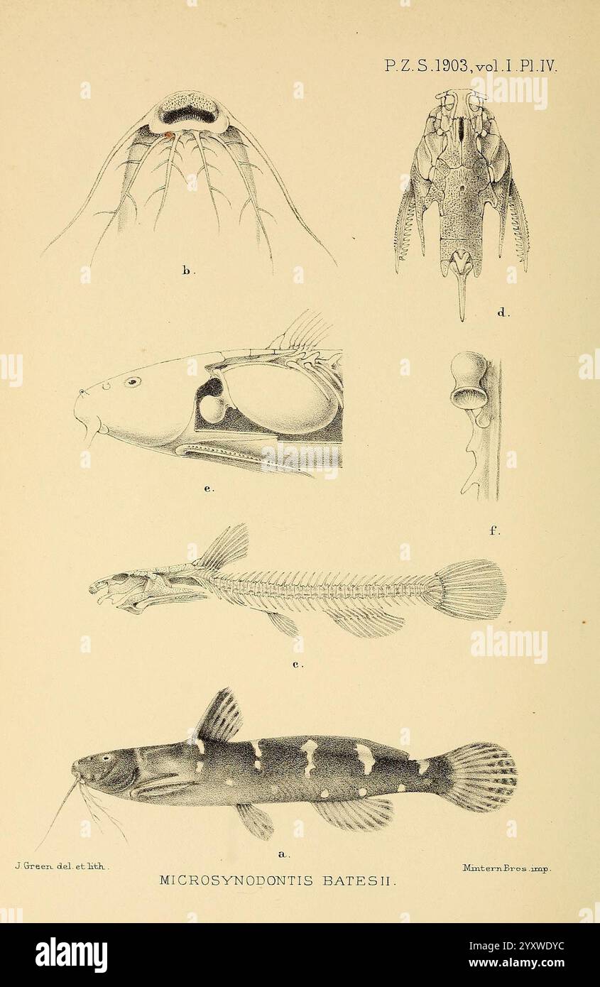 Beschriftete anatomische merkmale -Fotos und -Bildmaterial in hoher ...